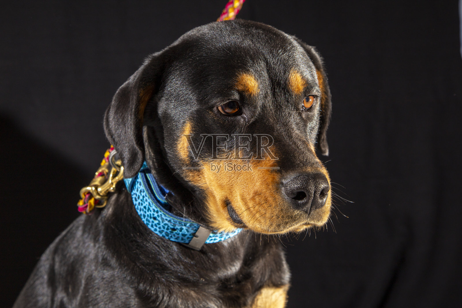 美国罗威纳犬,危险的宠物犬照片摄影图片