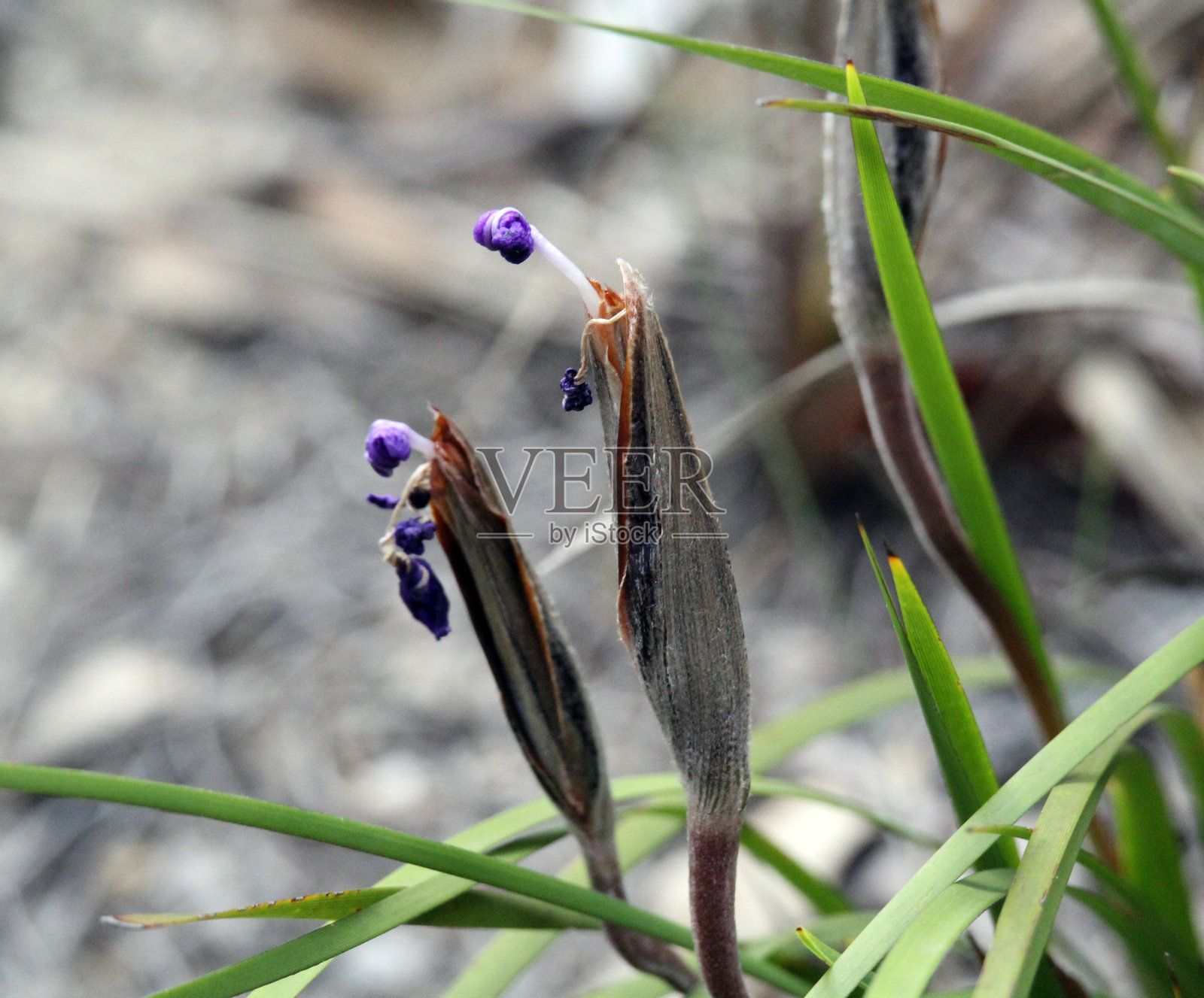 澳大利亚灌木丛中的一种植物上的紫色野花照片摄影图片