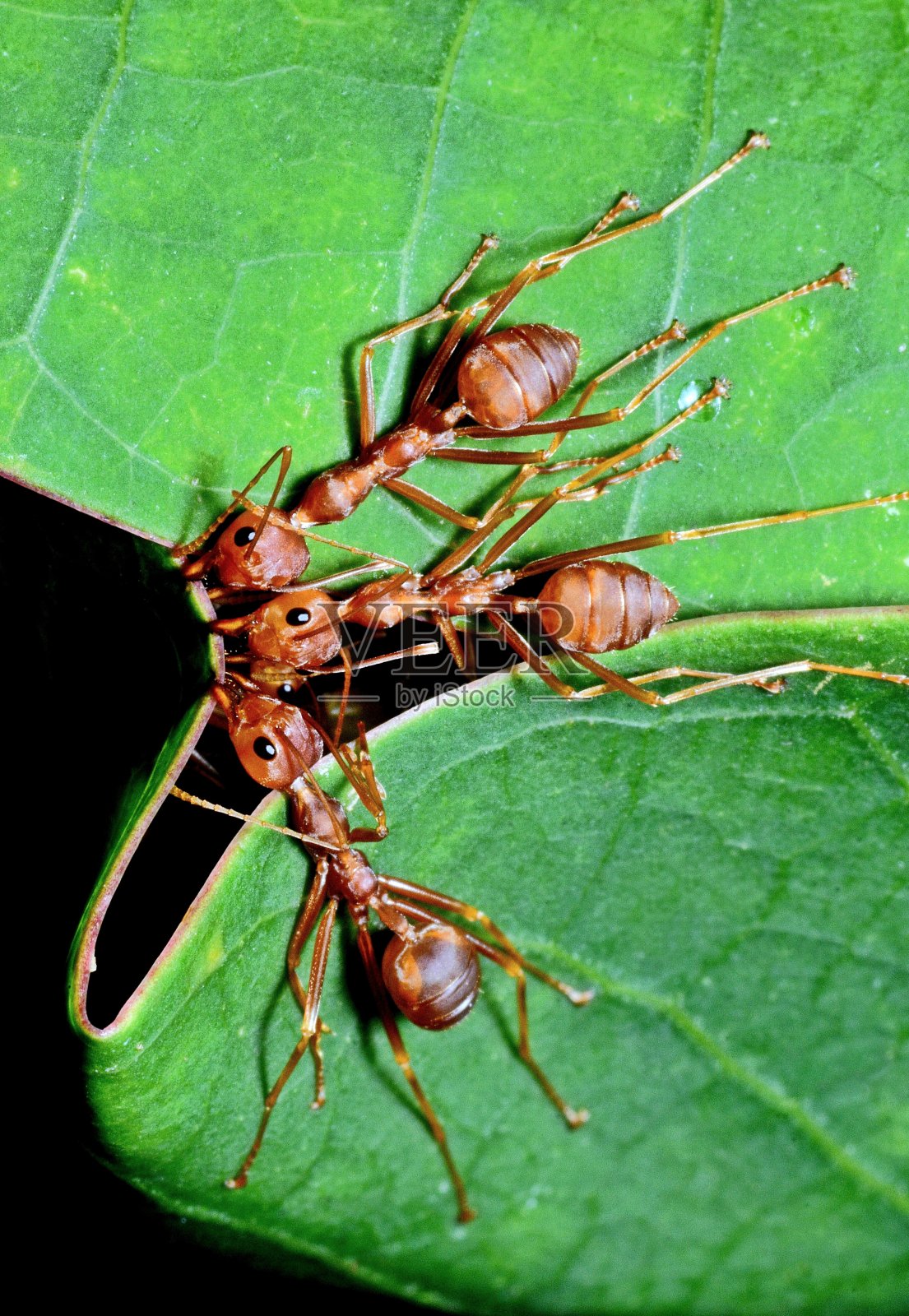 蚂蚁咬树叶,筑巢——动物行为。照片摄影图片