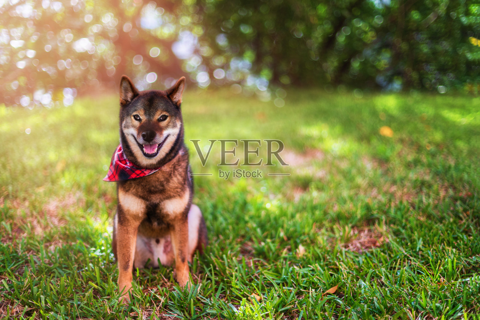 可爱的小柴犬坐在公园的草地上看着镜头。照片摄影图片