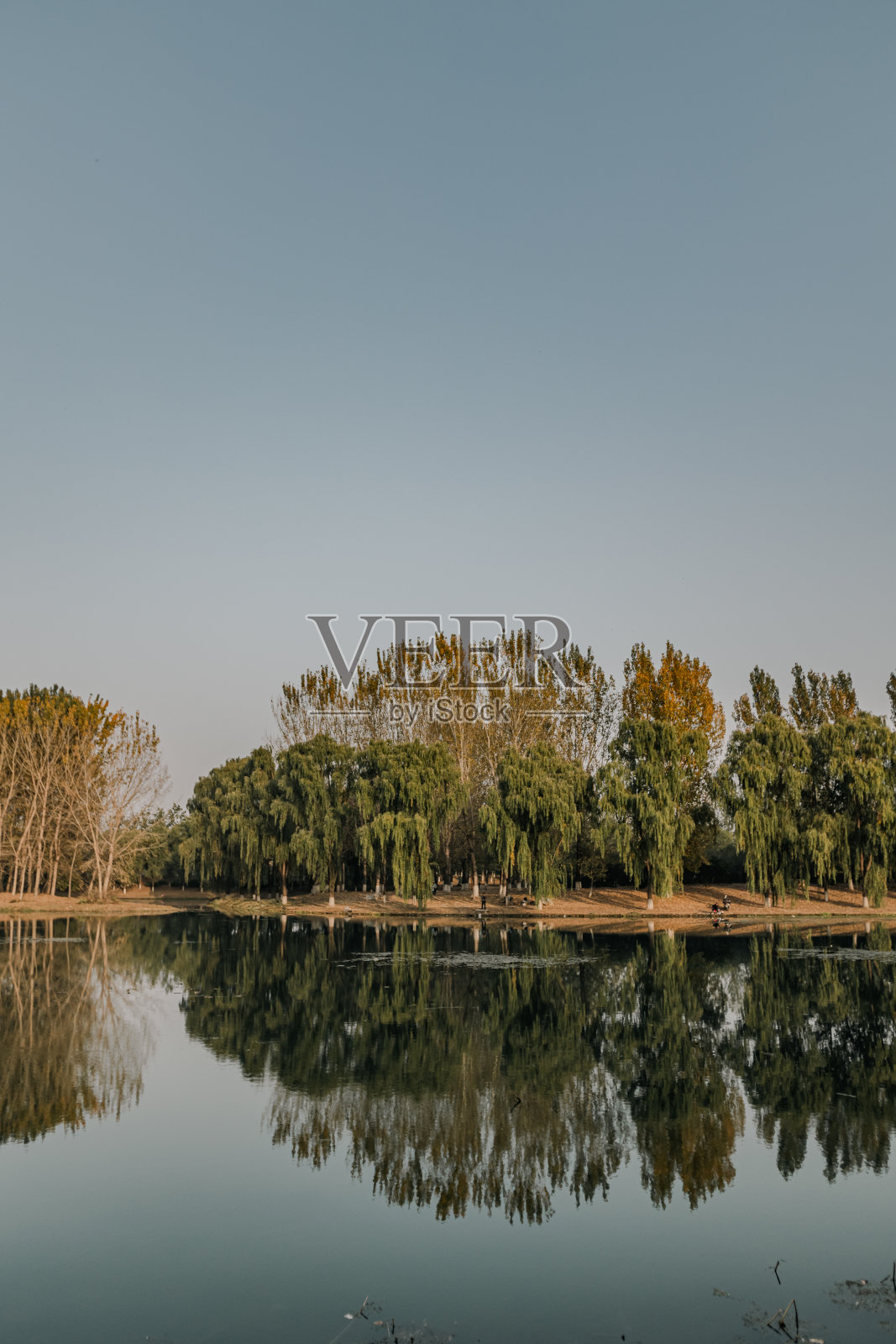 江畔森林秋景照片摄影图片