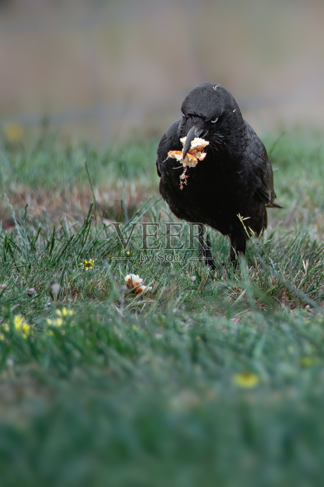 澳大利亚黑鸦(Corvus coronoides)照片摄影图片