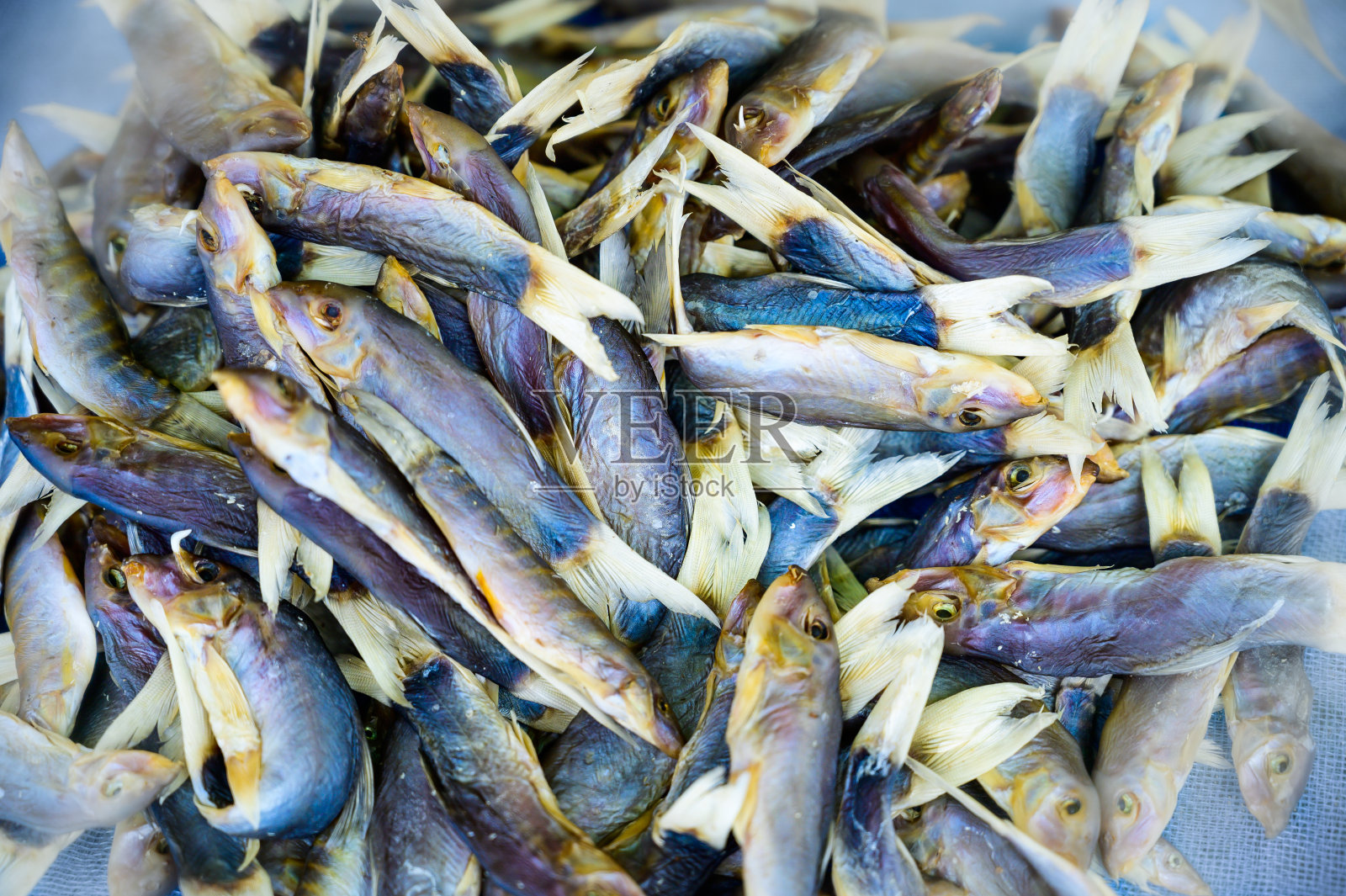 晒干鱼照片摄影图片