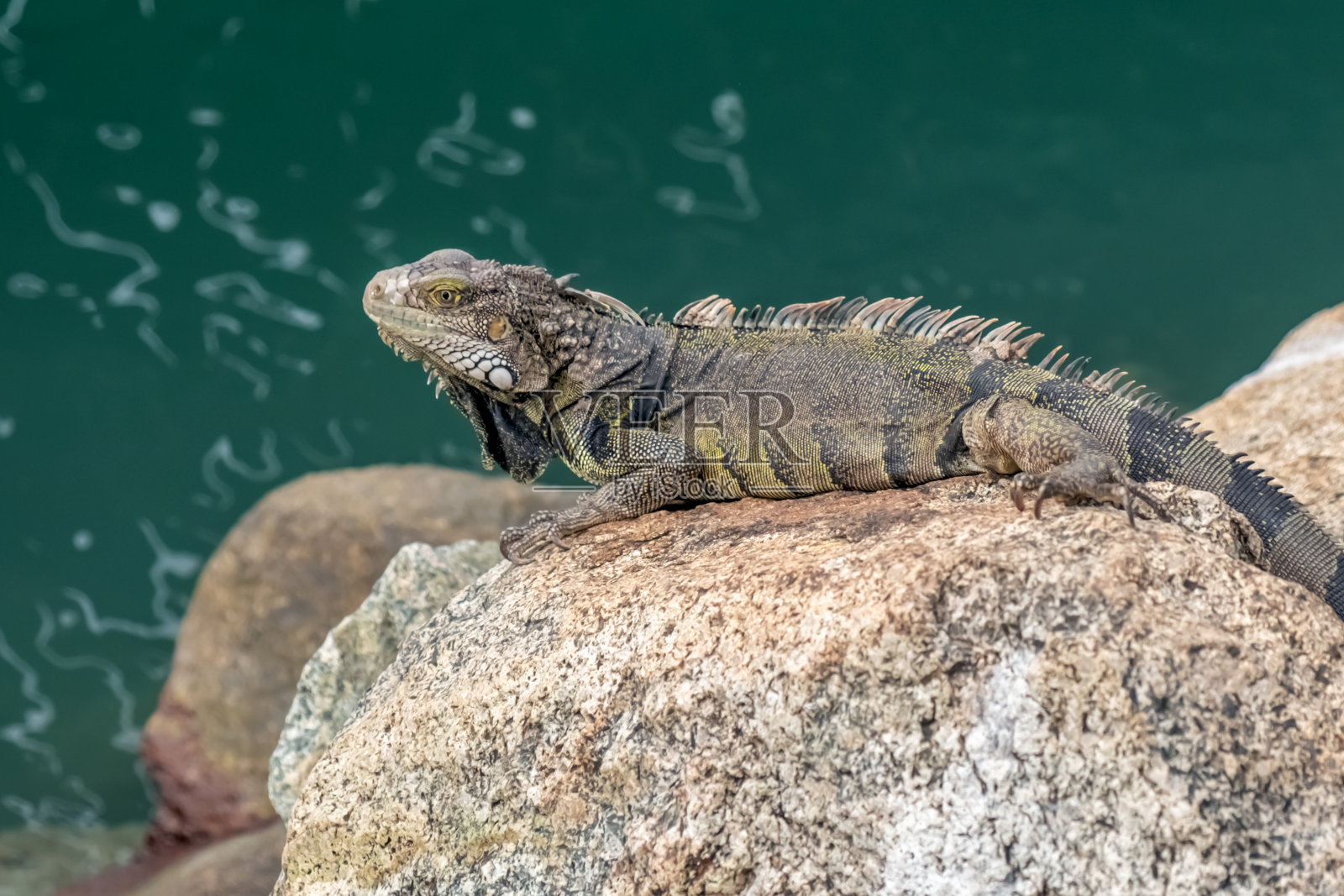 绿色或普通鬣蜥照片摄影图片