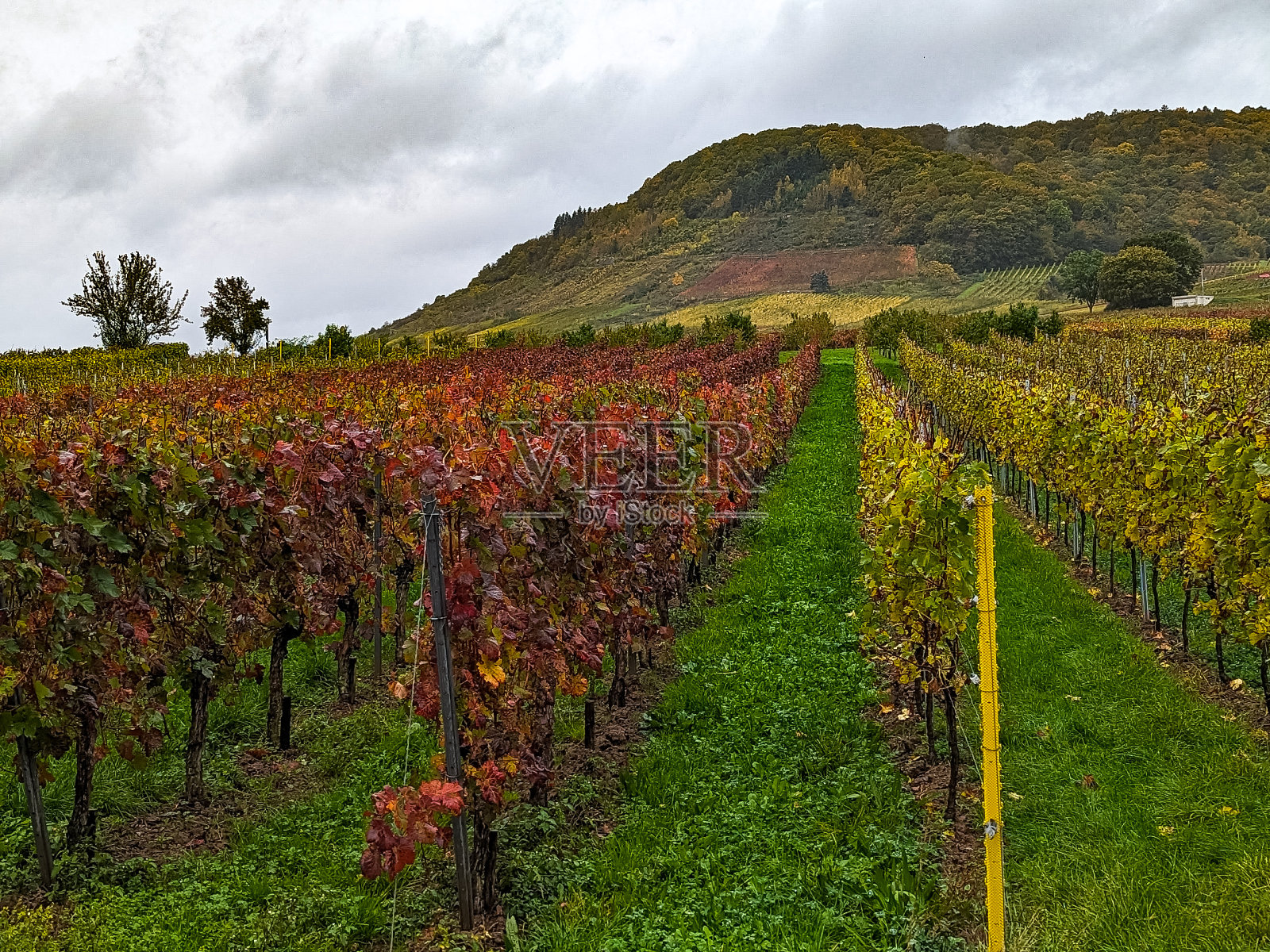 德国北莱茵-威斯特伐利亚的大面积葡萄藤种植园。照片摄影图片
