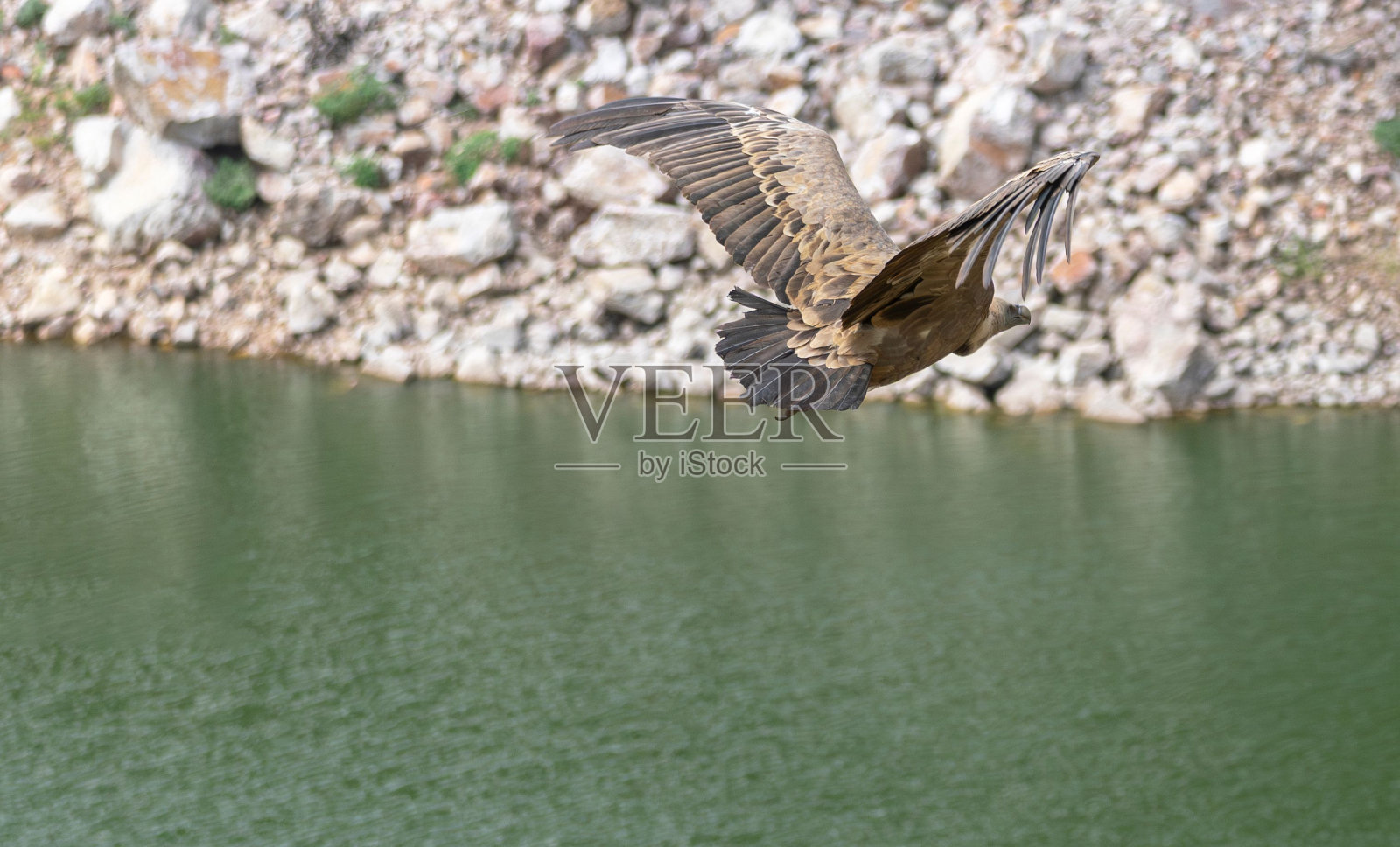 鹰鹫飞过埃斯特雷马杜拉水域。蒙弗拉格,秃鹫的天堂,联合国教科文组织照片摄影图片