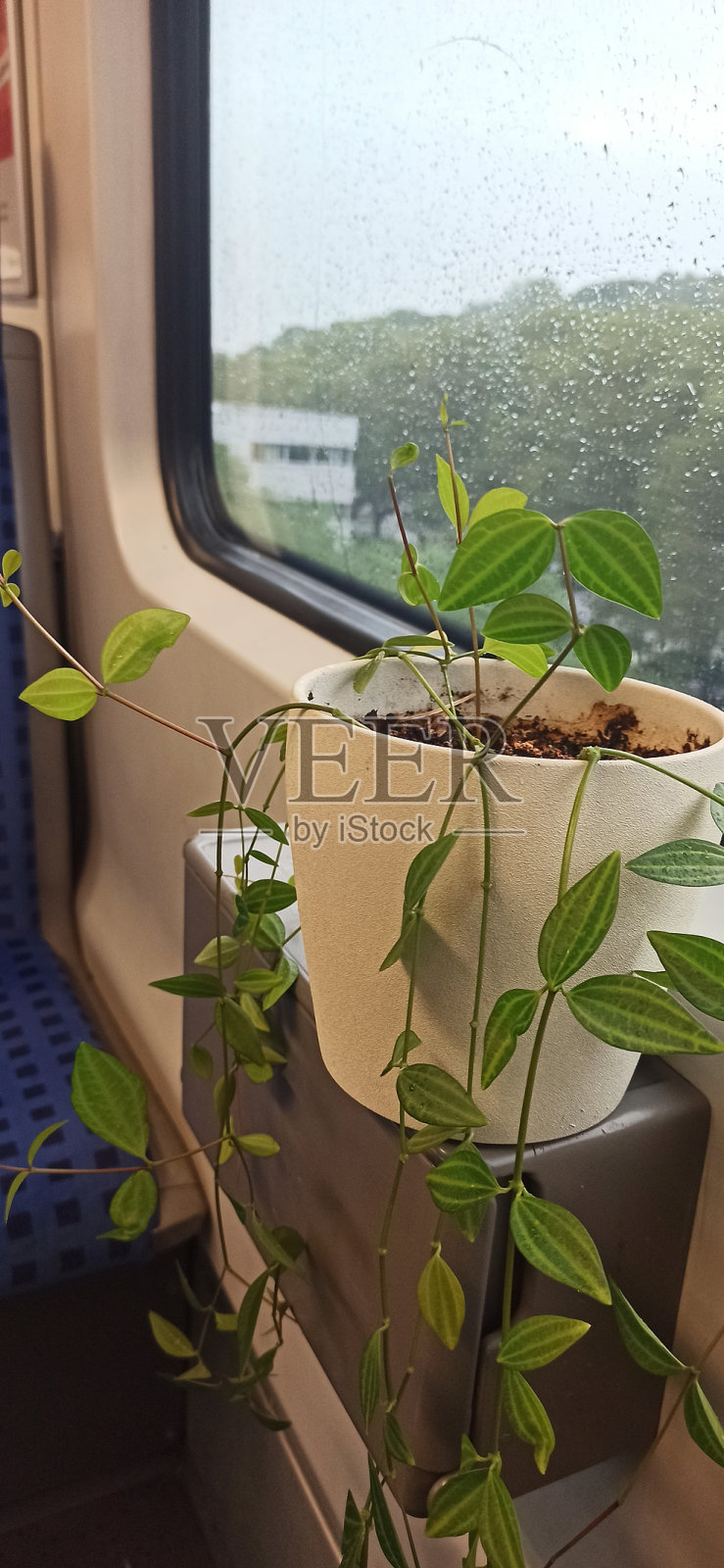 火车窗边的室内植物照片摄影图片
