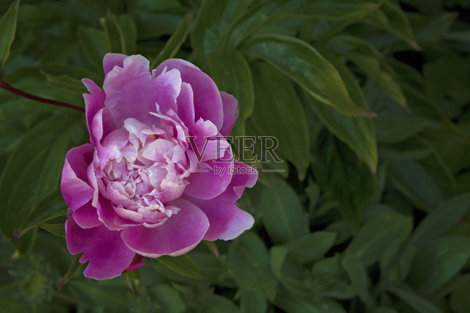 粉红色的花牡丹与一片绿叶在花园里。自由空间文字。照片摄影图片