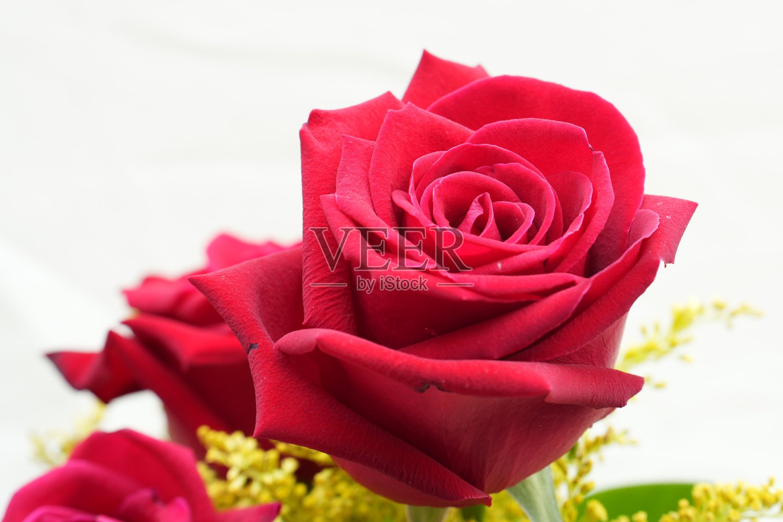 深红色的玫瑰开得很漂亮照片摄影图片