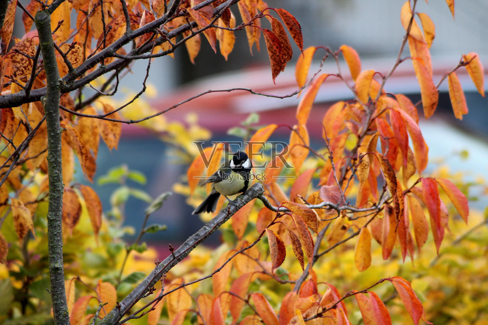 一只大山雀坐在秋天的树枝上照片摄影图片