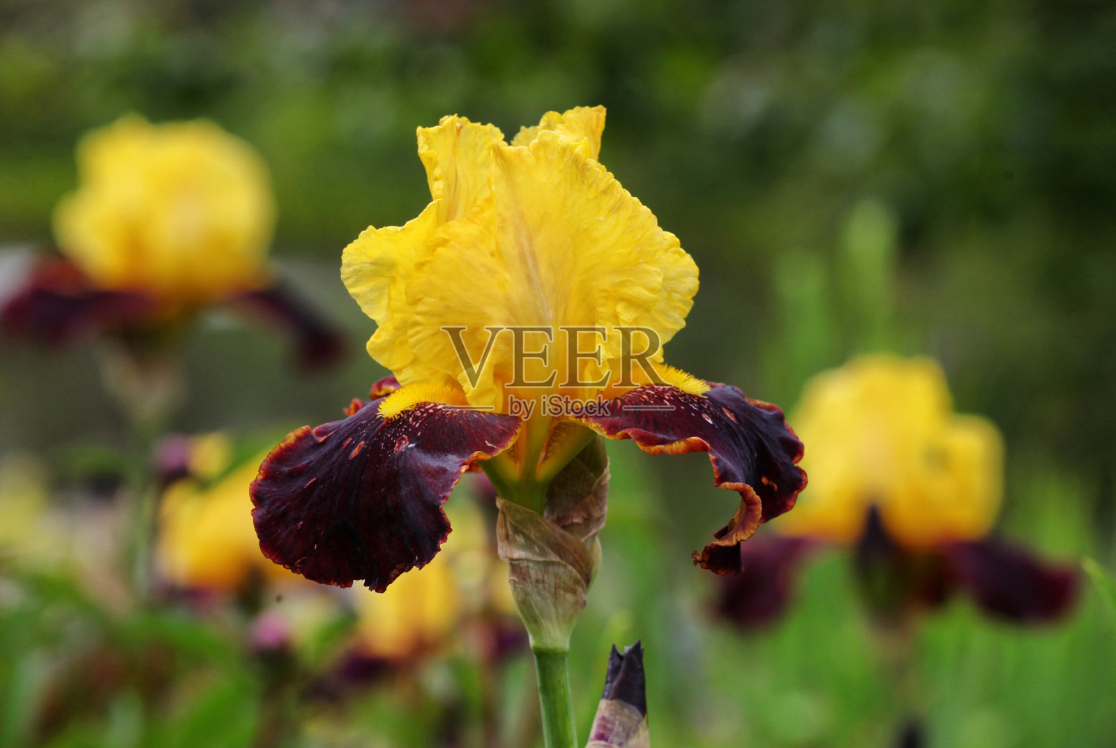 鸢尾德国,黄色和栗色边界须鸢尾'安达卢'花照片摄影图片