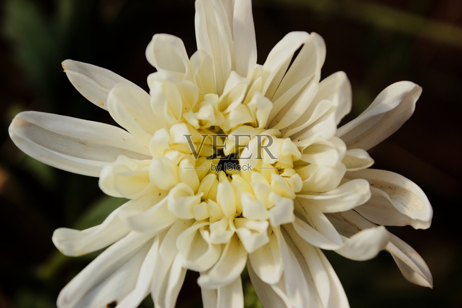 在巴西圣保罗的霍拉姆布拉种植的白菊花照片摄影图片