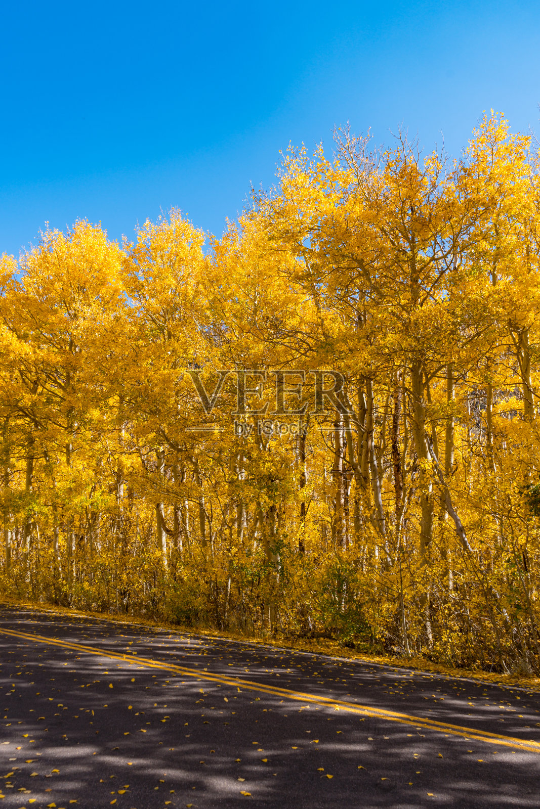 白杨黄色的落叶照片摄影图片