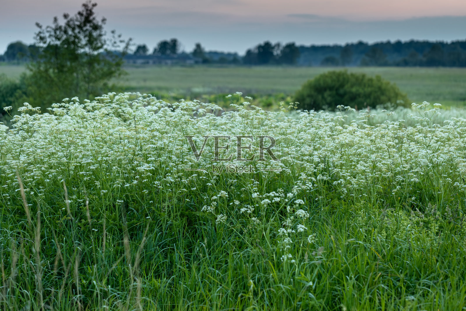 Kupir森林在夏天开着白色的小花照片摄影图片