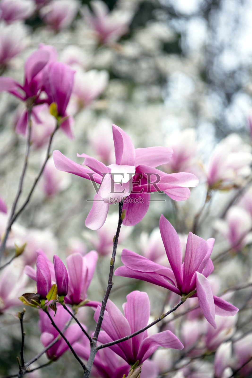 春天花园里开着娇嫩的粉红色木兰花。美丽的花卉背景,散景。有选择性的重点照片摄影图片