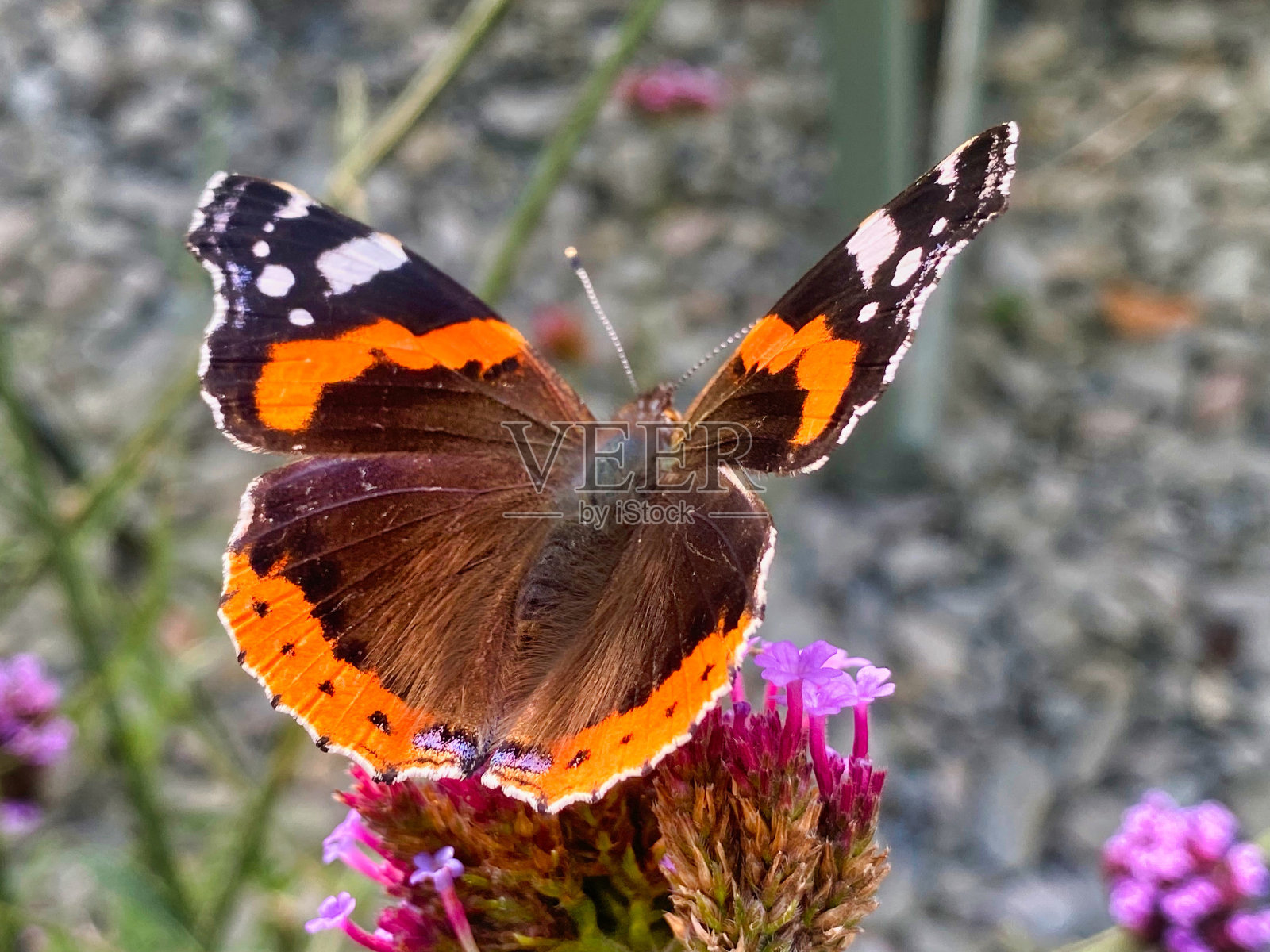 红色海军上将蝴蝶坐在花园里的一朵花上照片摄影图片