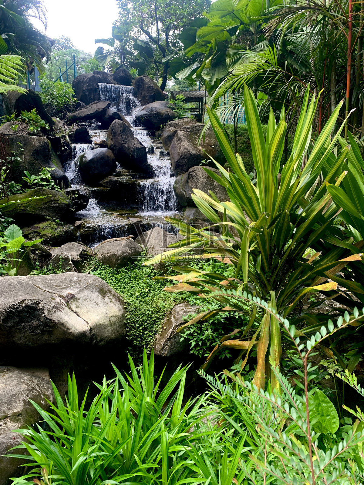 热带的瀑布照片摄影图片