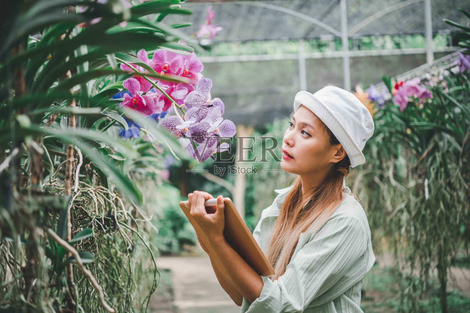 研究人员在泰国兰园的美丽植物中监测兰花的健康状况,以进行有用的研究。照片摄影图片