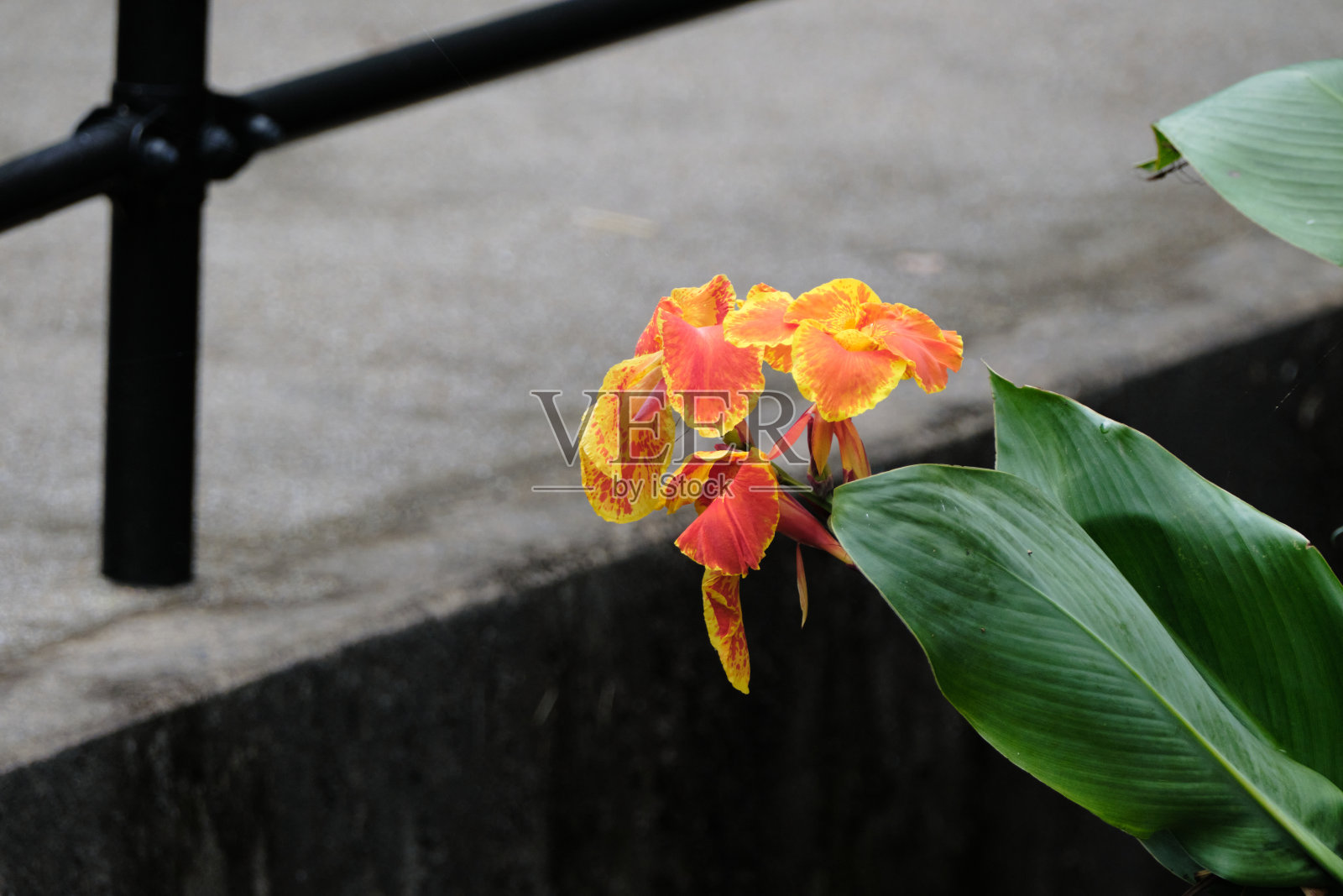 小街上的Hanakanna照片摄影图片