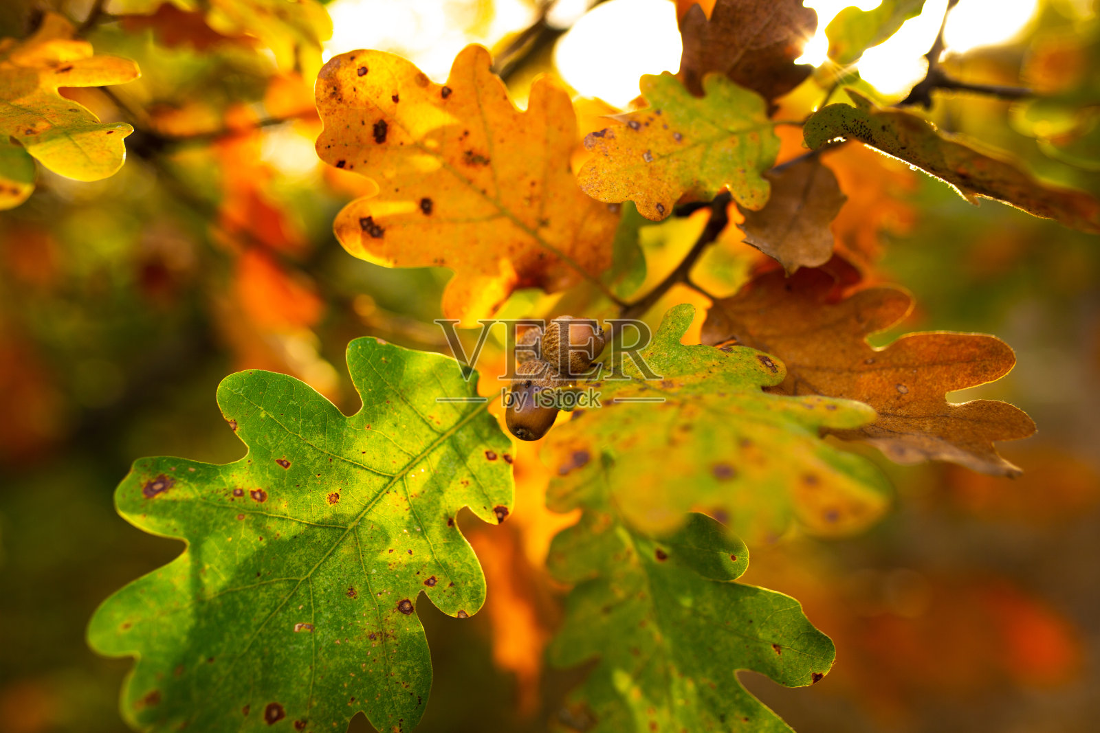 阳光下树枝上的橡子和橡树叶特写照片摄影图片