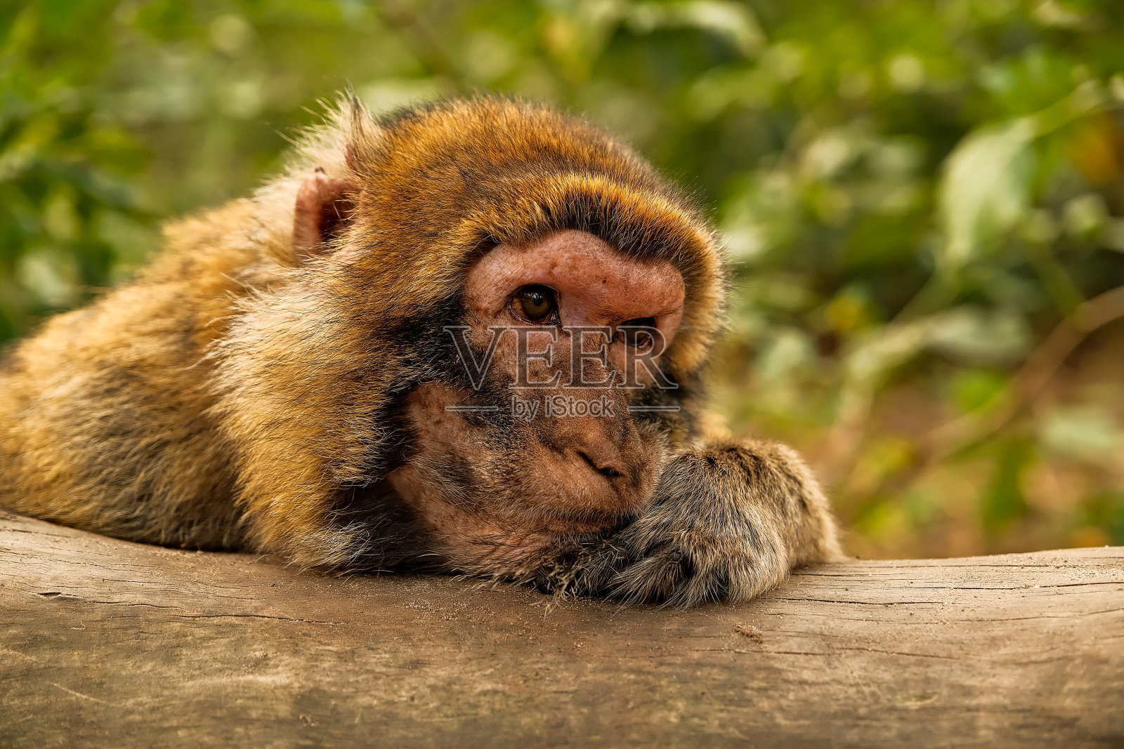 国家公园猴子森林里一群野生猕猴的慢镜头。巴巴里猕猴(Macaca fascicularis)的肖像照片摄影图片