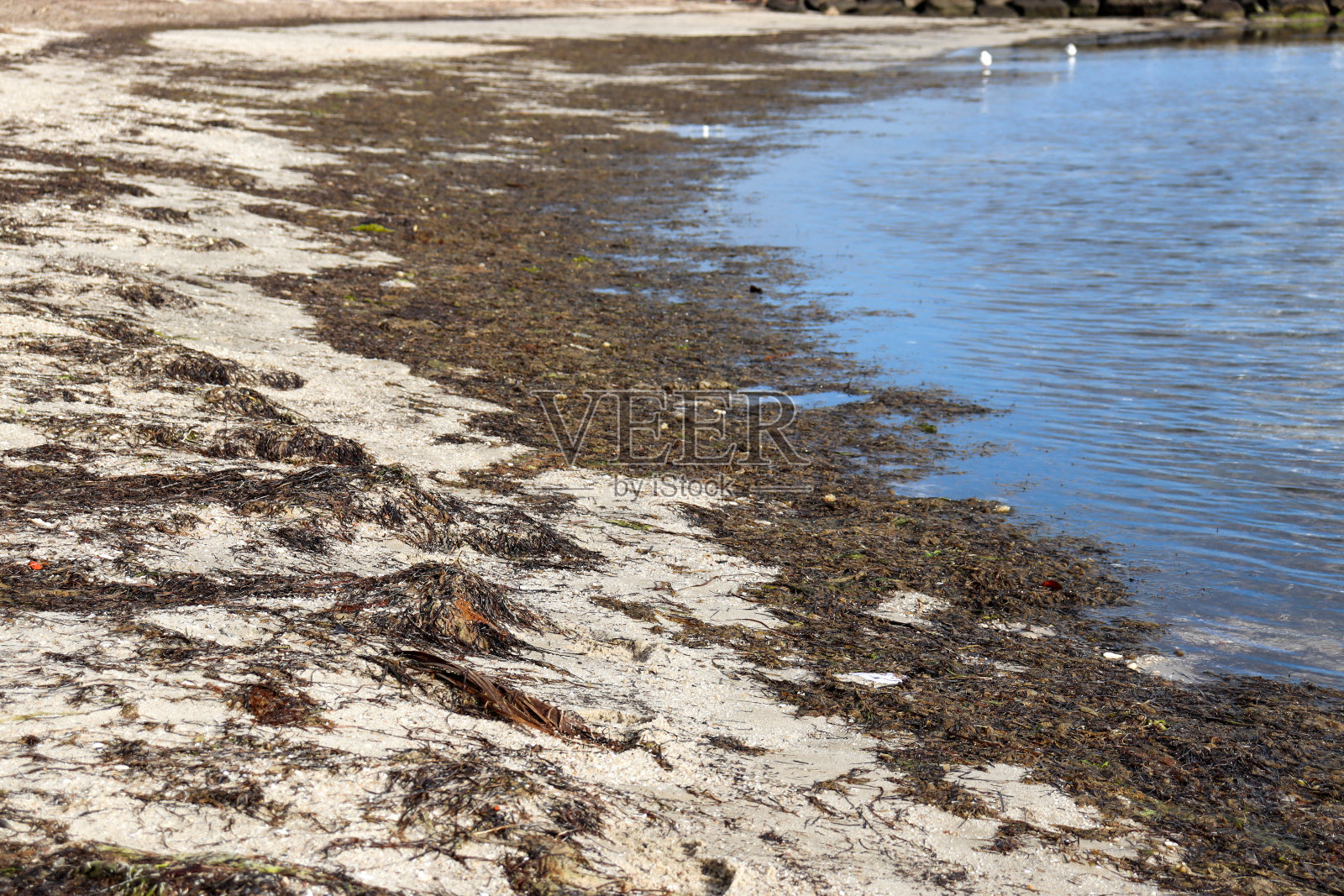 沙滩旅游景观与海和海藻在沙滩上照片摄影图片