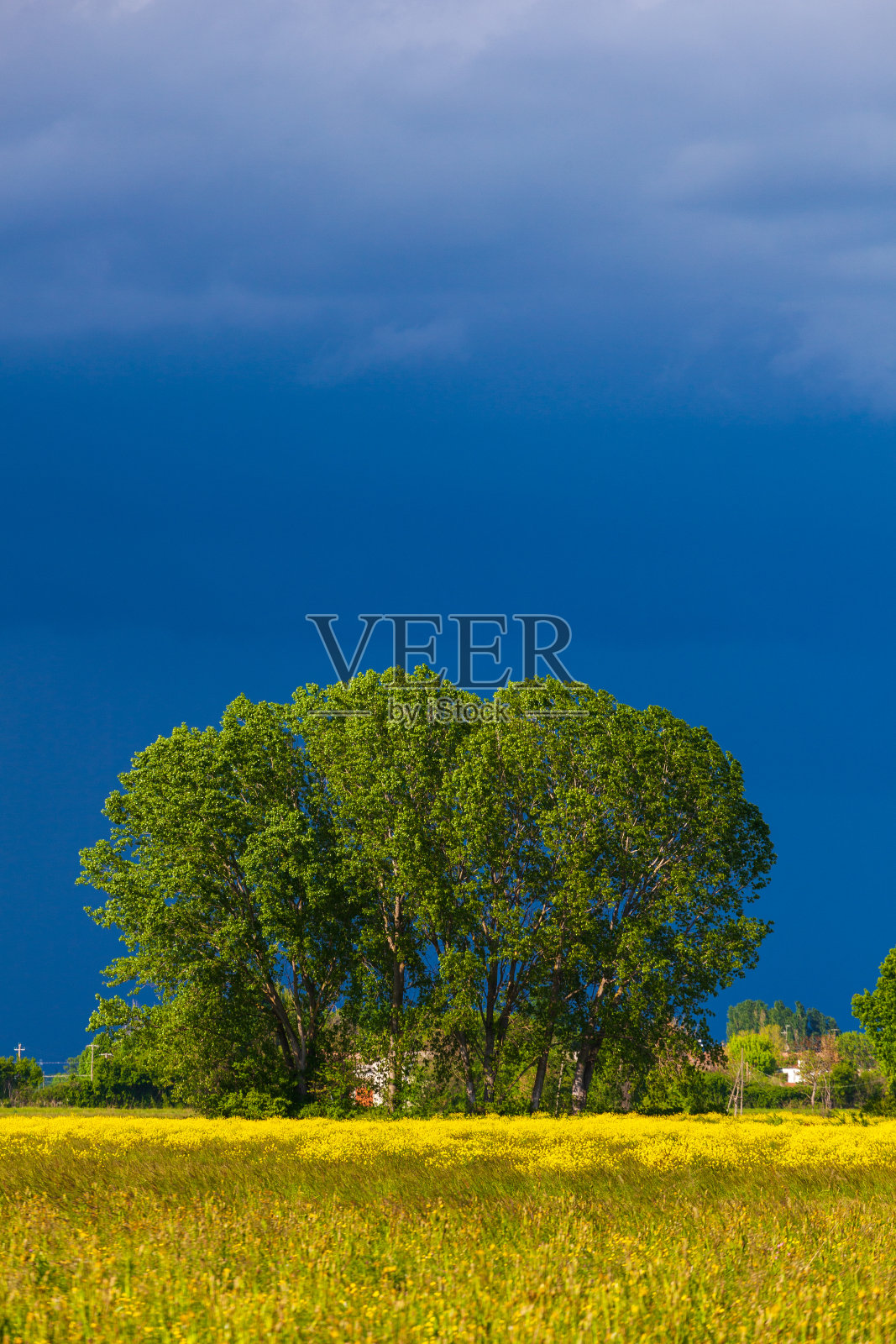 草地上的树,开着黄花,乌云密布照片摄影图片