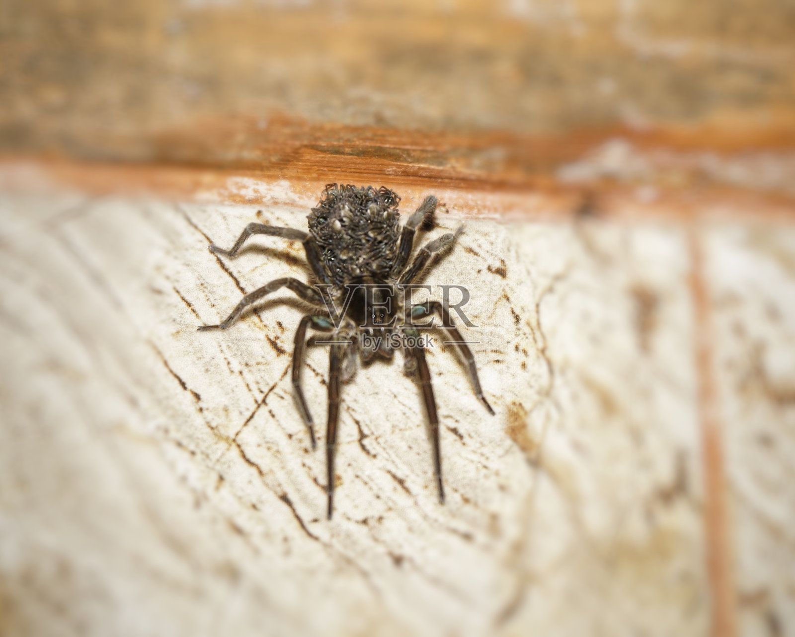 蜘蛛正抱着它的孩子照片摄影图片