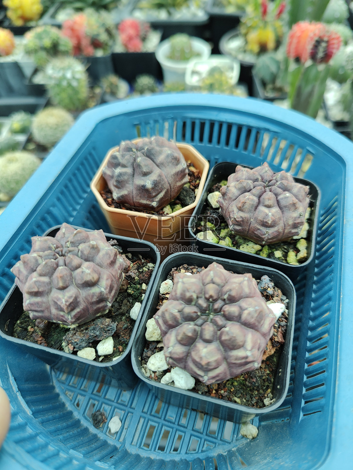 迷你仙人掌和多肉植物在苗圃照片摄影图片