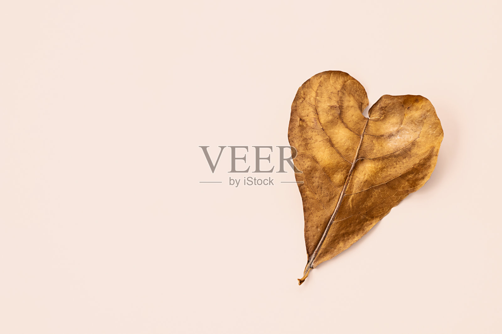 心形的秋色叶子。照片摄影图片