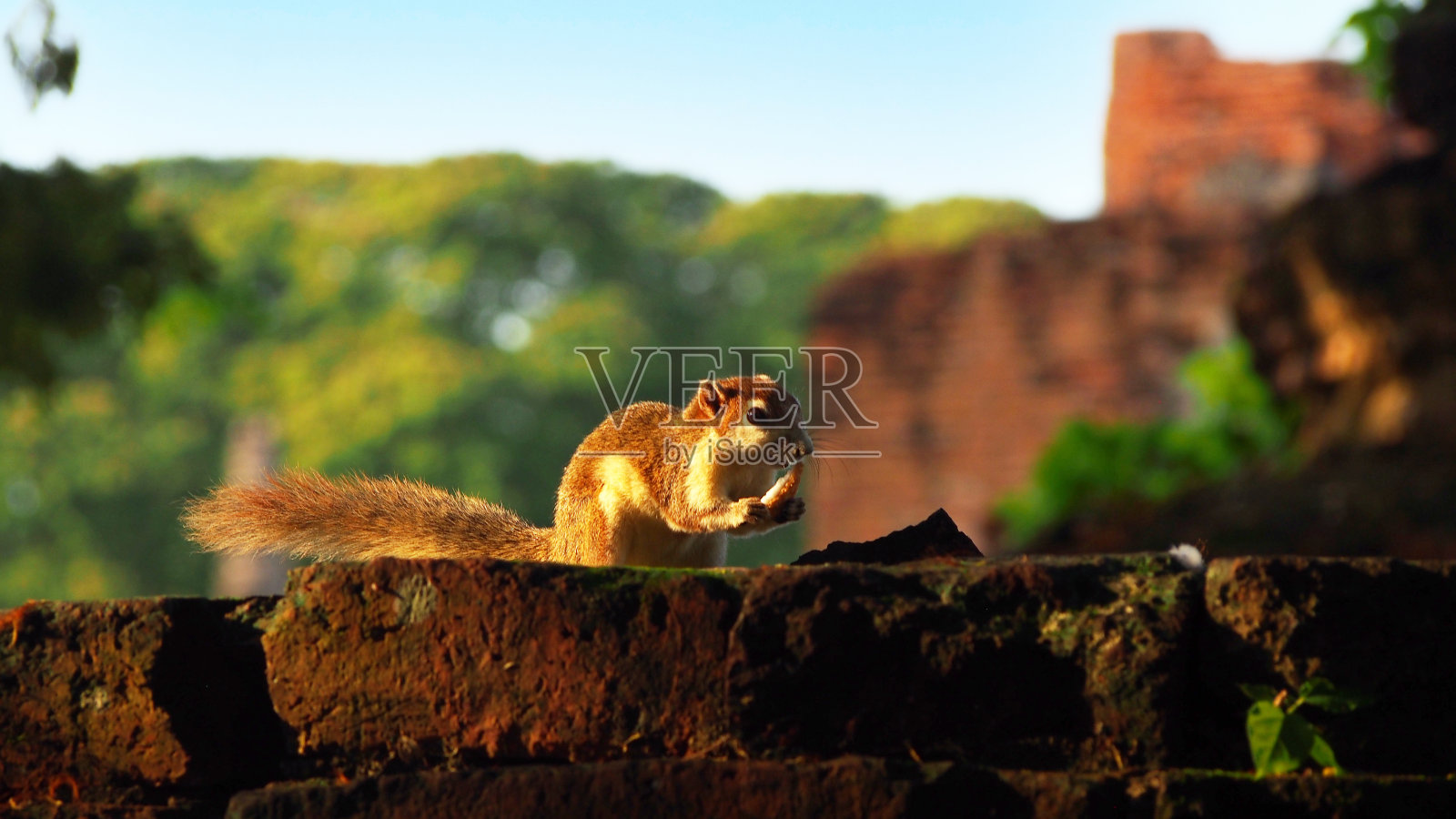 可爱的松鼠在吃椰子照片摄影图片
