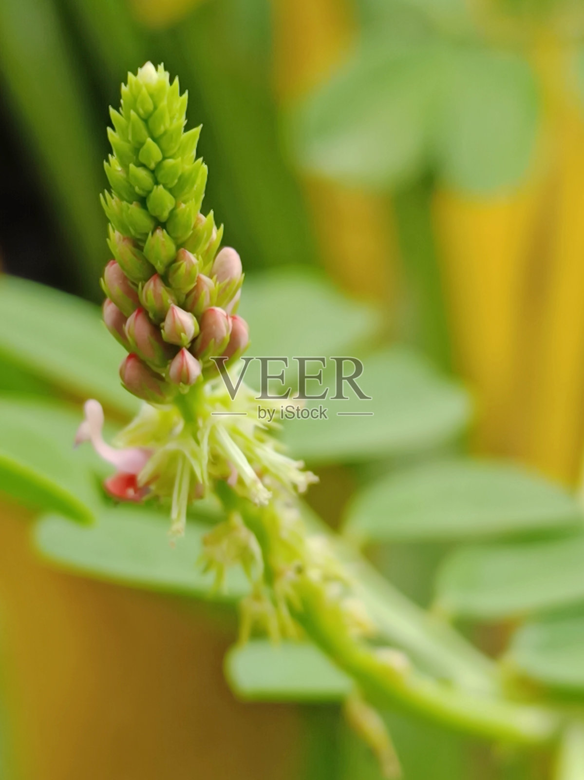 在背景模糊的花园中,选择聚焦白头翁或普通红豆照片摄影图片