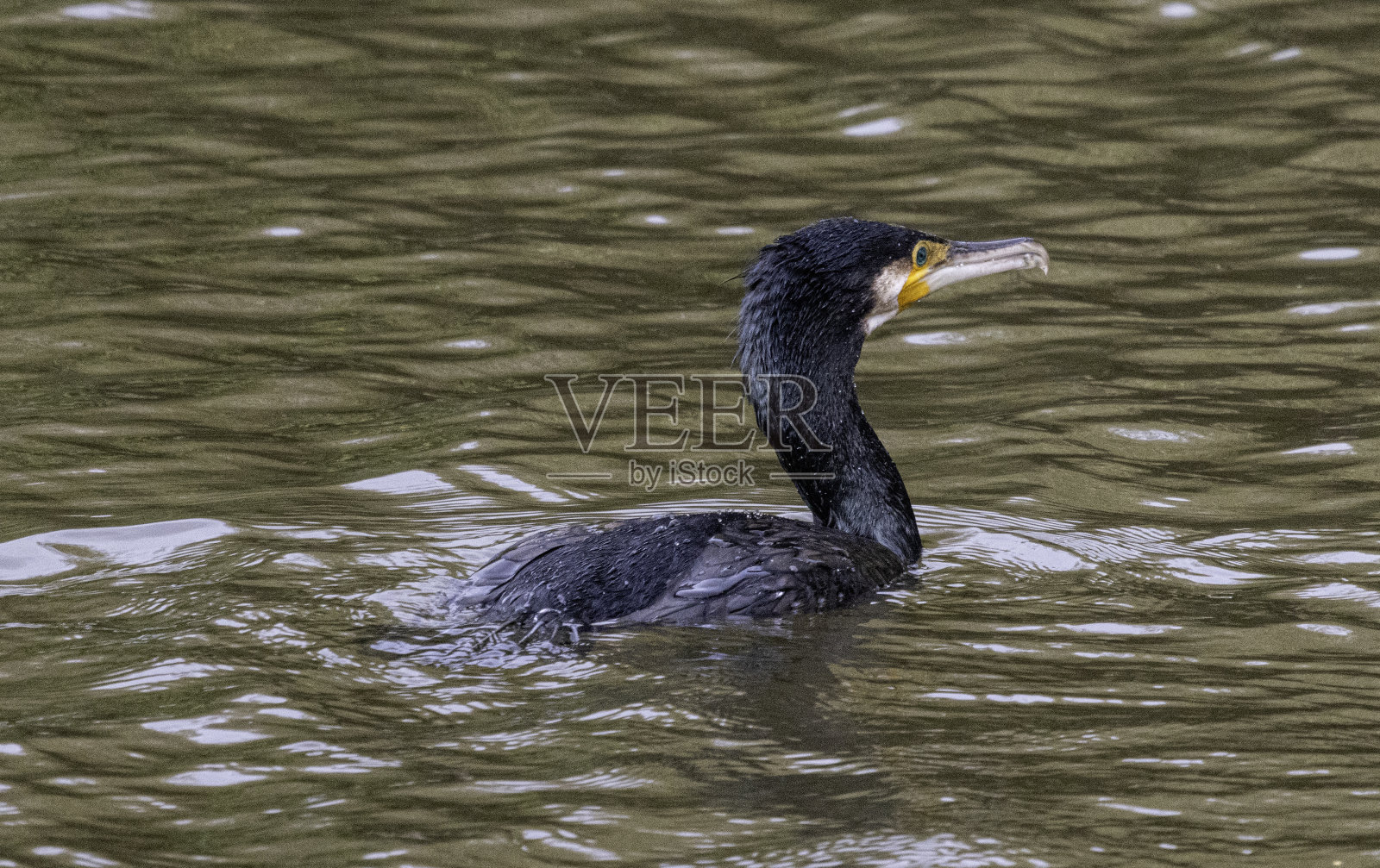 贪婪的人照片摄影图片