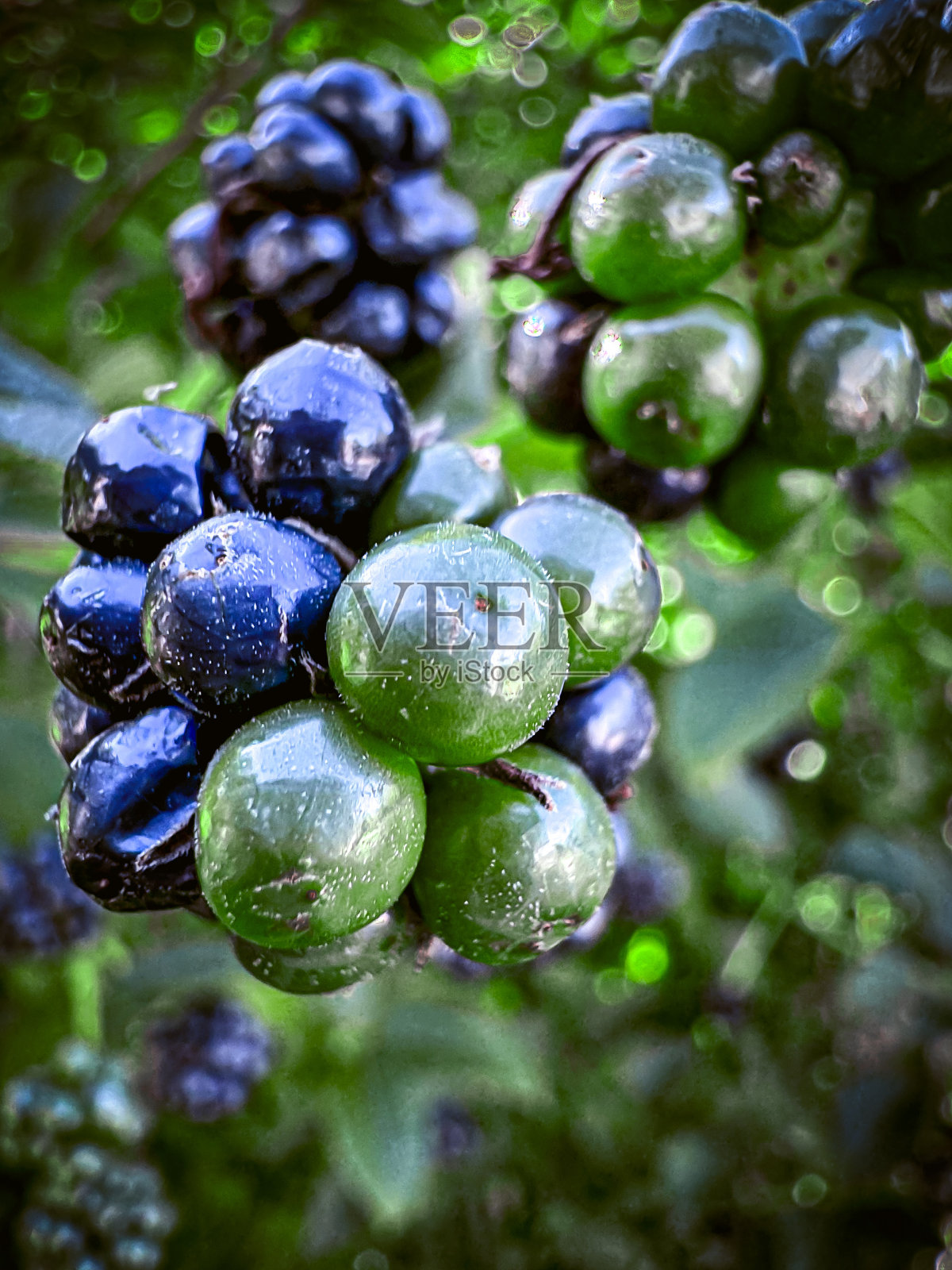 黑莓的味蕾照片摄影图片