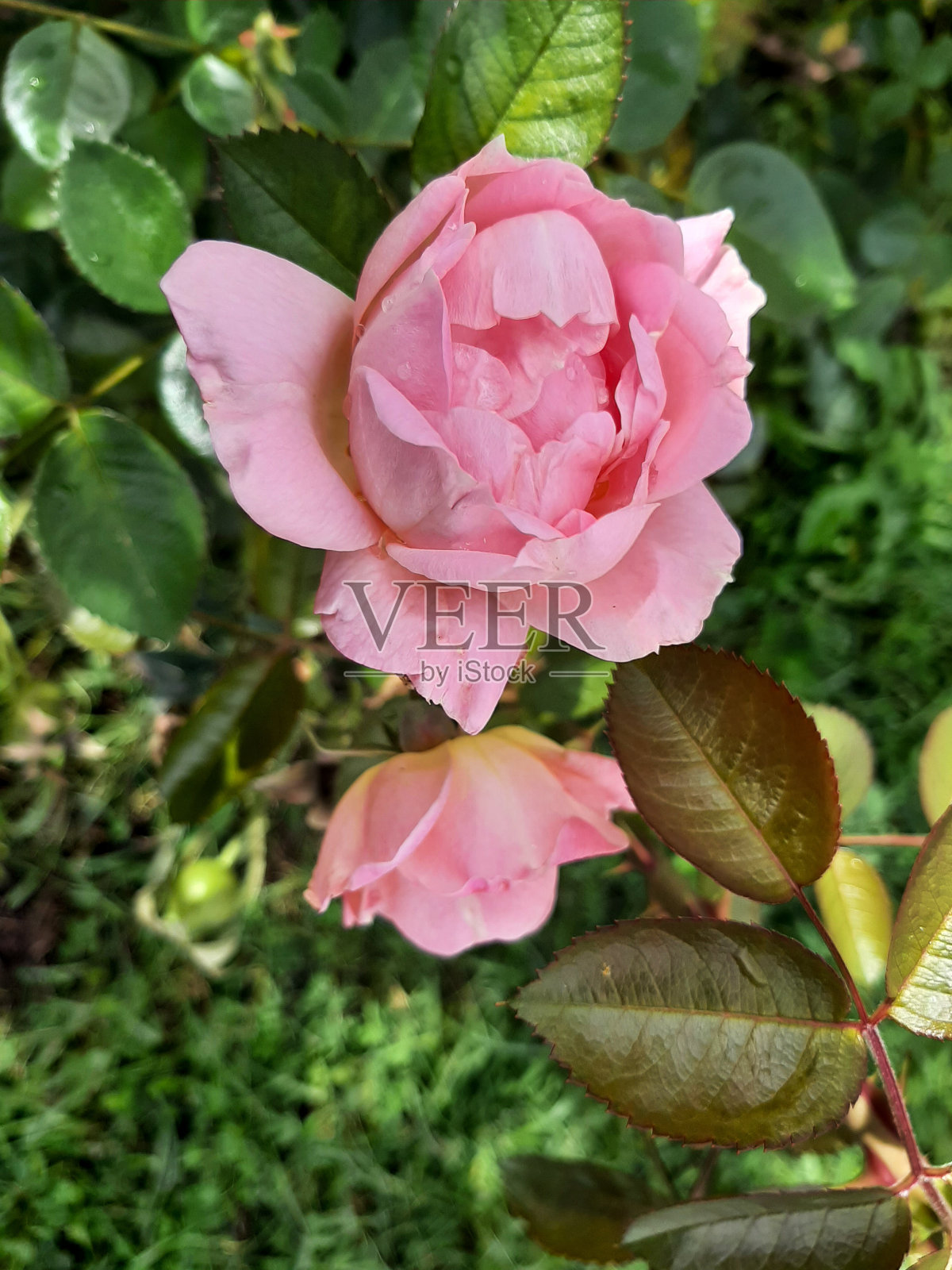 粉色的玫瑰照片摄影图片