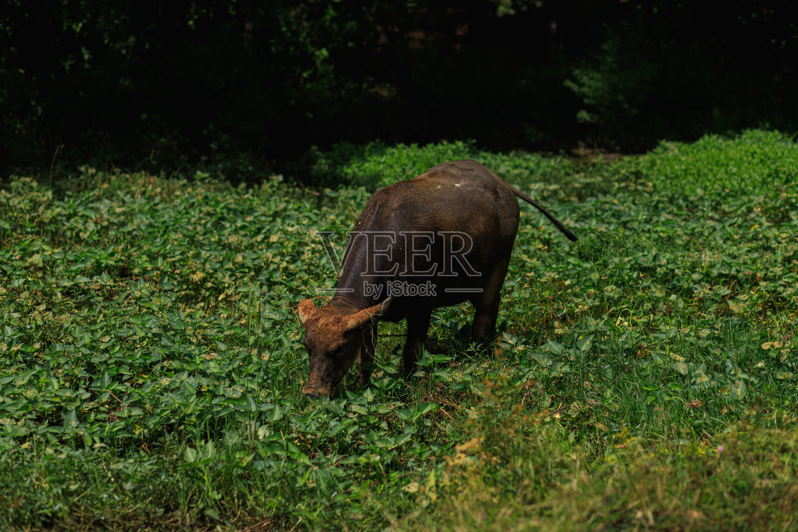 水牛走在绿色的草地上与自然背景。照片摄影图片