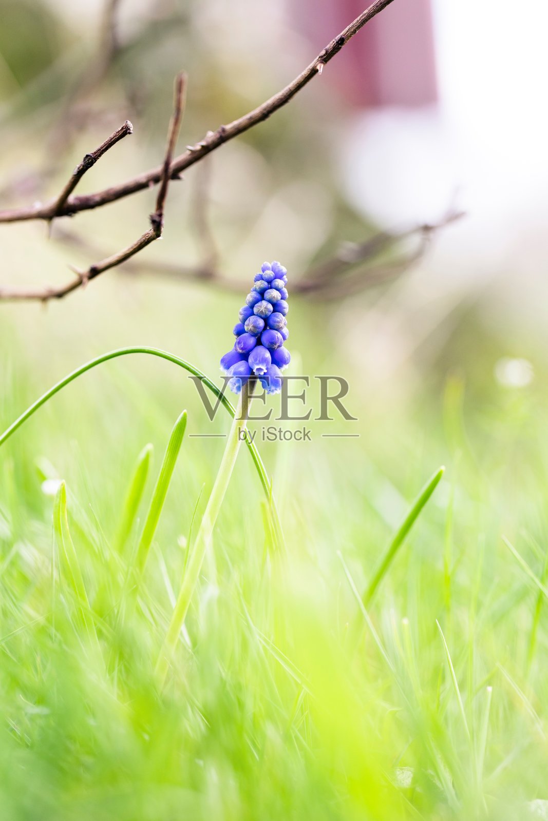 在一个阳光明媚的春天,一朵蓝色的葡萄风信子或麝香花从花园的绿草中伸出来的特写肖像。照片摄影图片