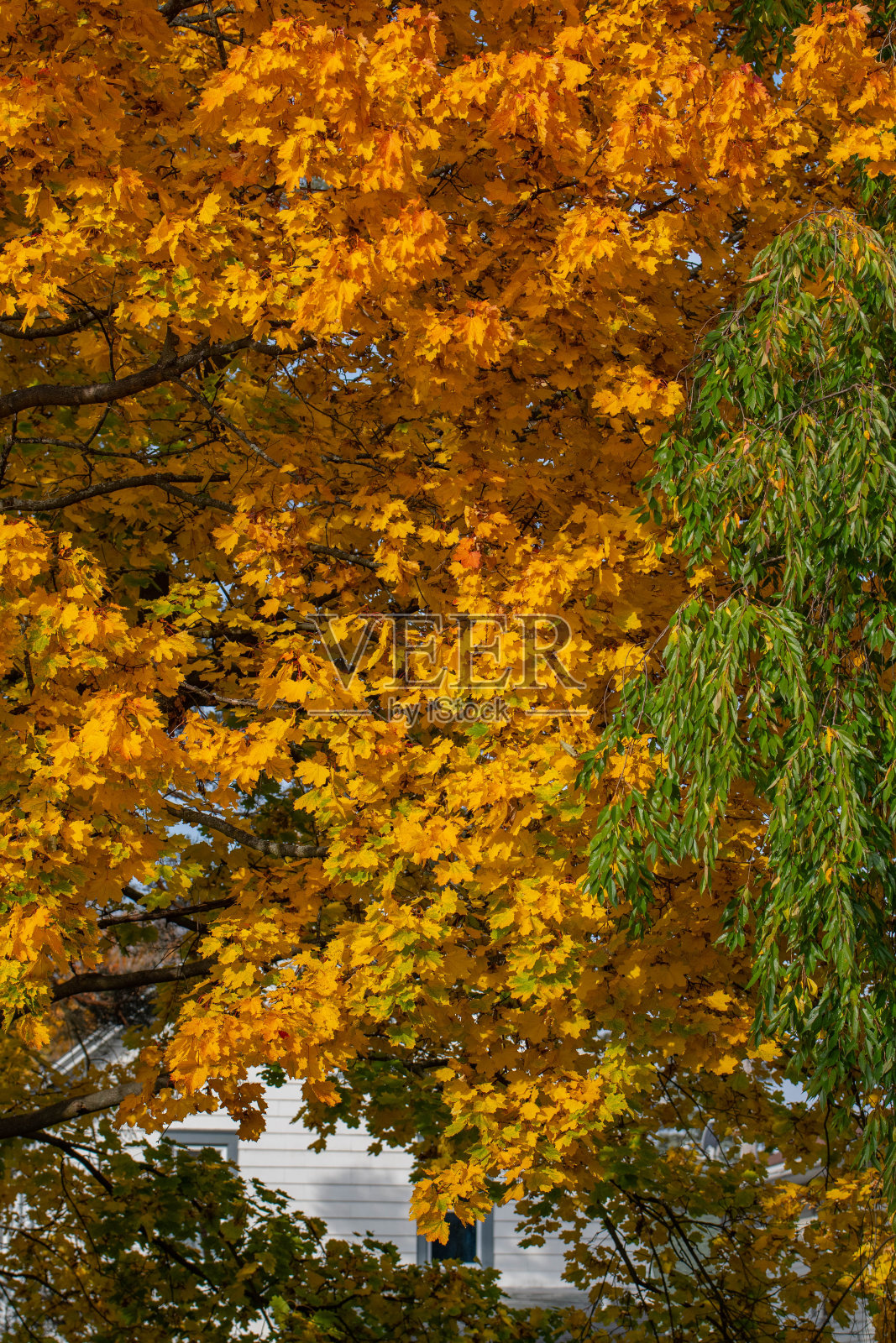 自然的秋叶背景完美的金色光芒照片摄影图片