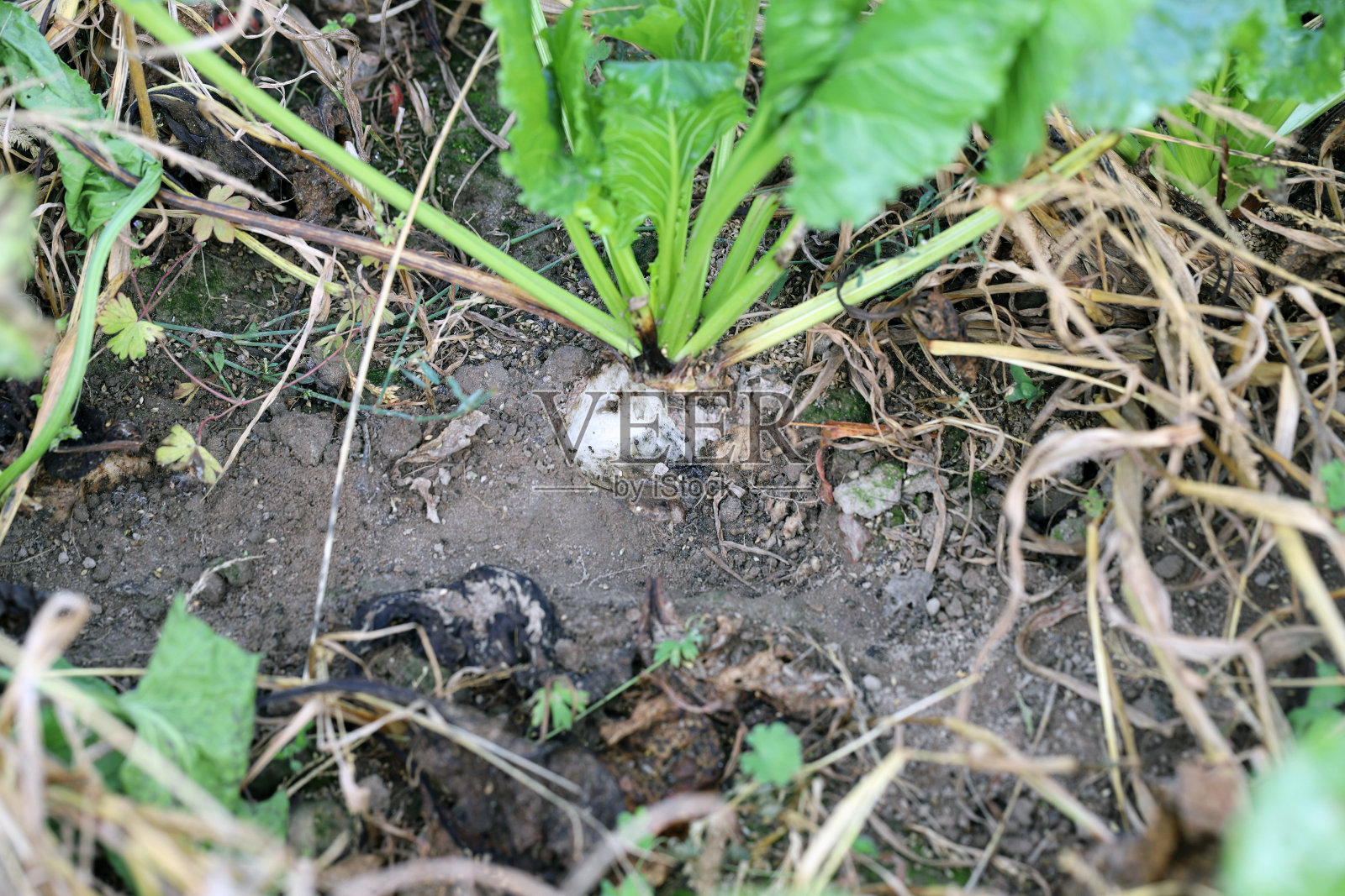 甜菜植株受损,被害虫——啮齿动物、田鼠、老鼠吃掉。照片摄影图片