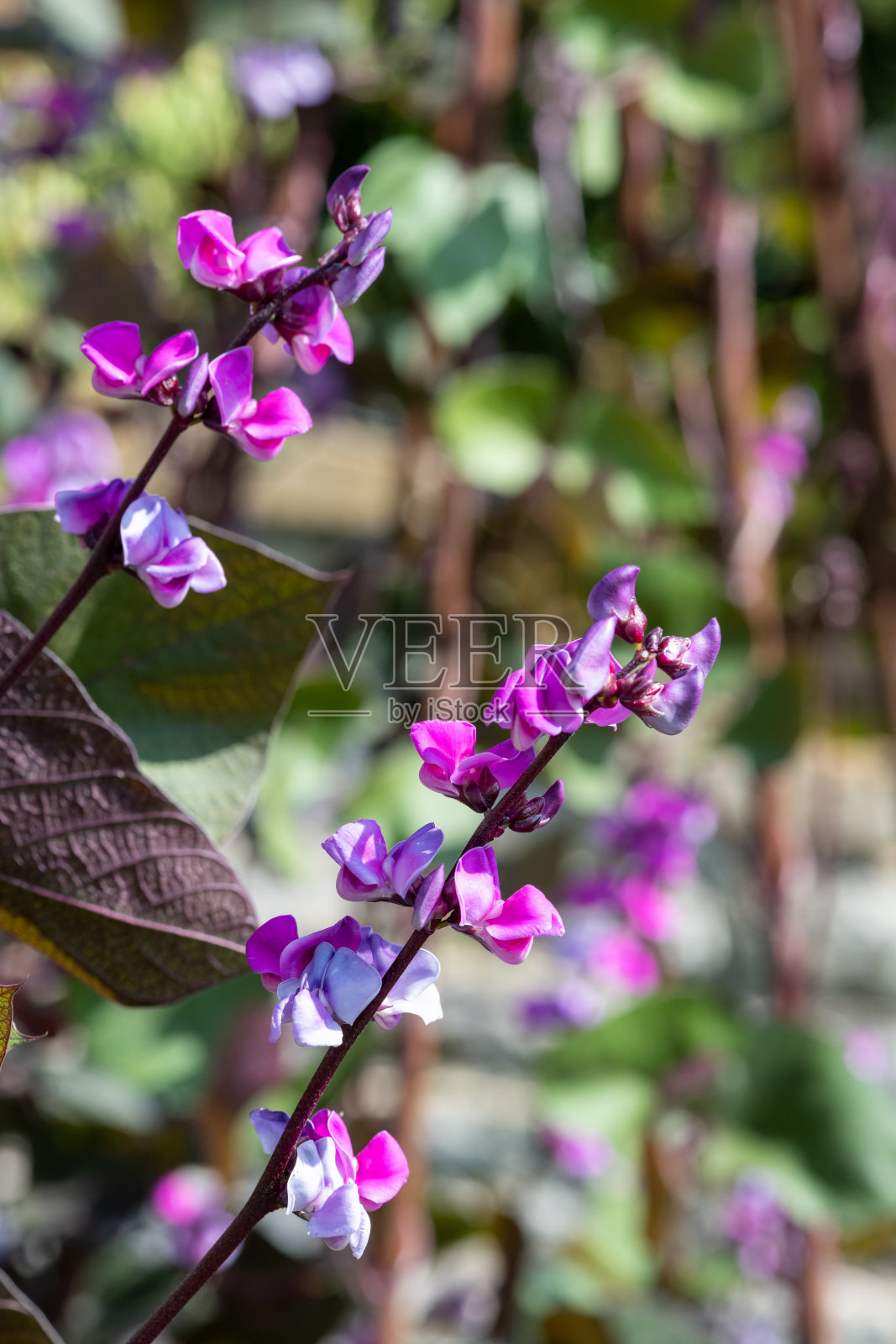 扁豆(lablab purpurea)花照片摄影图片
