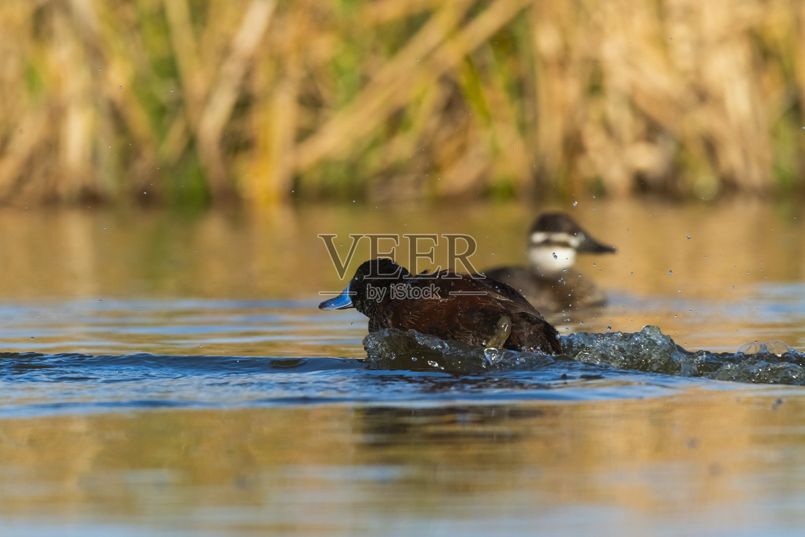 潘帕斯泻湖环境中的鸭子湖,拉潘帕省,阿根廷巴塔哥尼亚。照片摄影图片