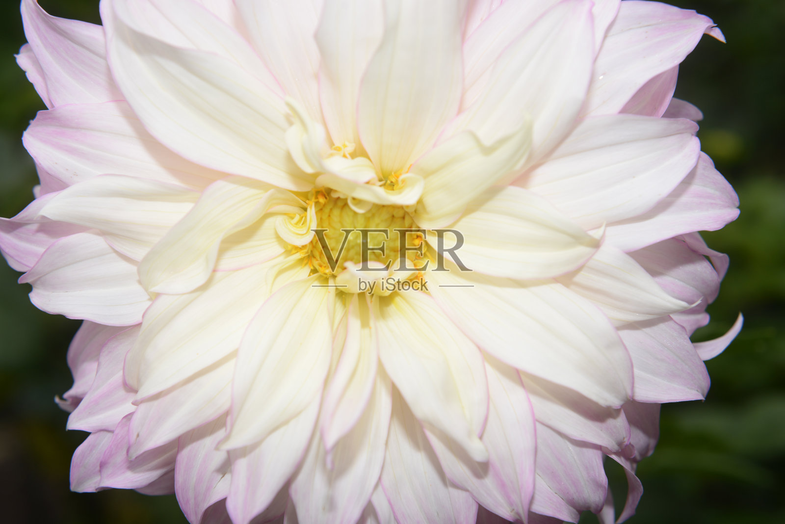 大丽花照片摄影图片