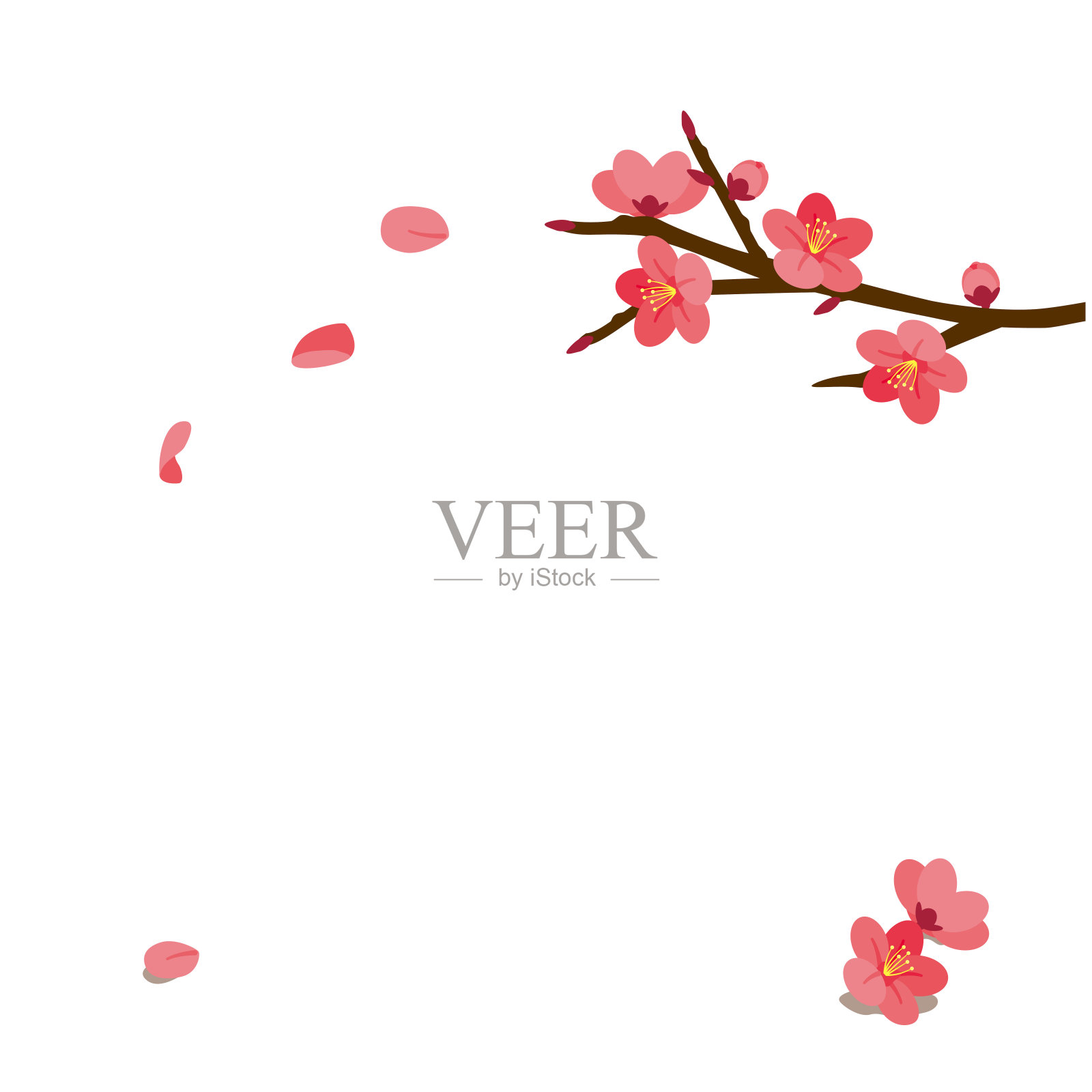 红梅插画图片素材