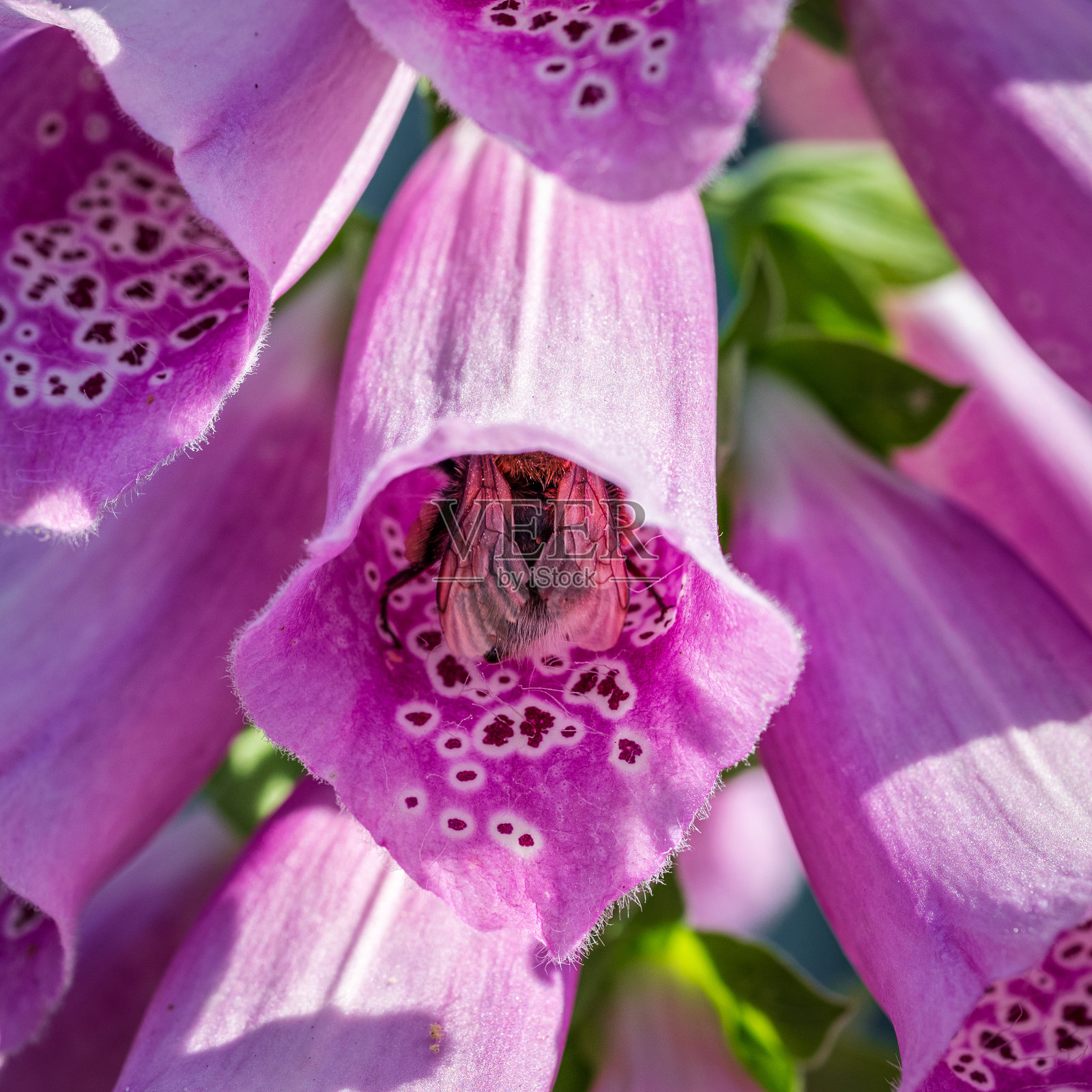 一只大黄蜂在粉红色毛地黄的铃铛花里照片摄影图片