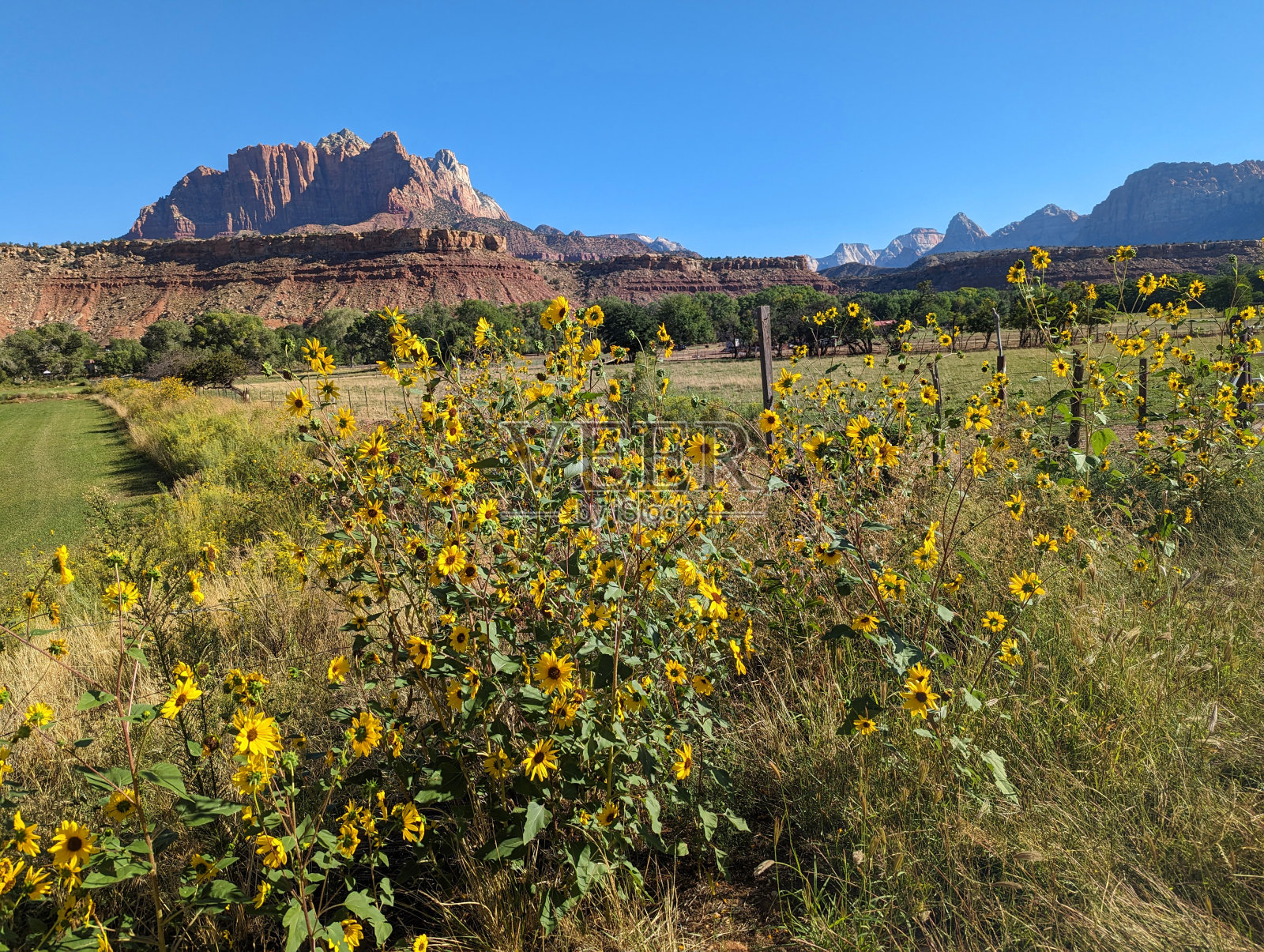 夏末,在南犹他州维珍河沿岸的一个牧场上,向日葵俯瞰着罗克维尔的锡安国家公园照片摄影图片