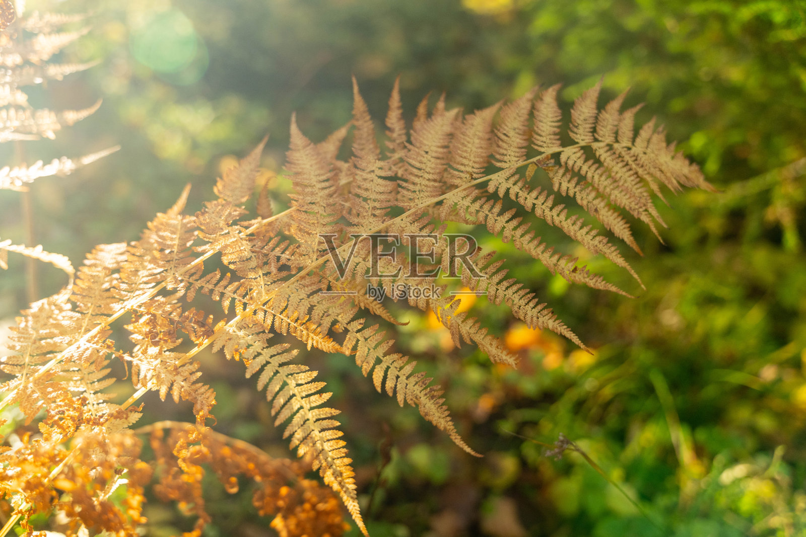 森林里阳光下的蕨叶。阳光下的蕨类背景照片摄影图片
