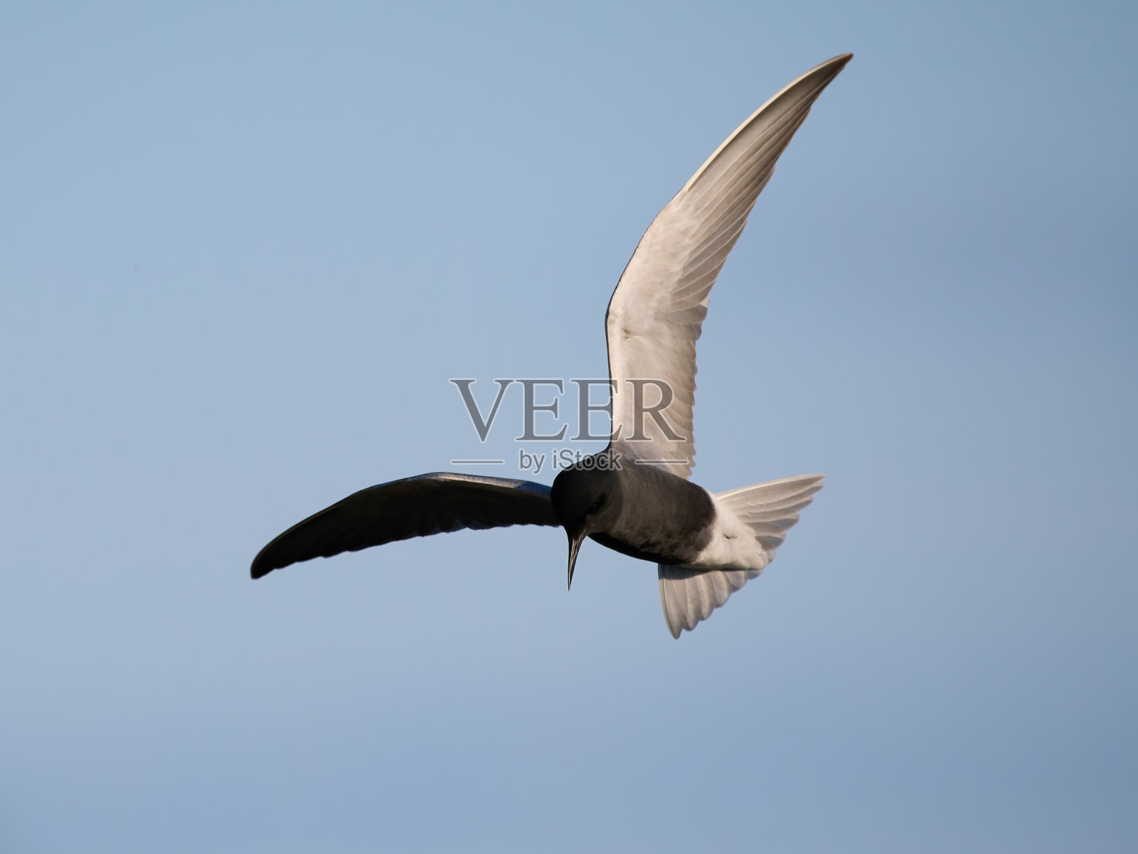 黑燕鸥(Chlidonias niger)照片摄影图片