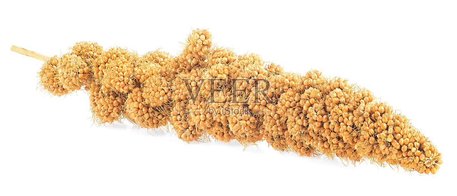 在白色背景上孤立的塞内加尔谷子小枝照片摄影图片