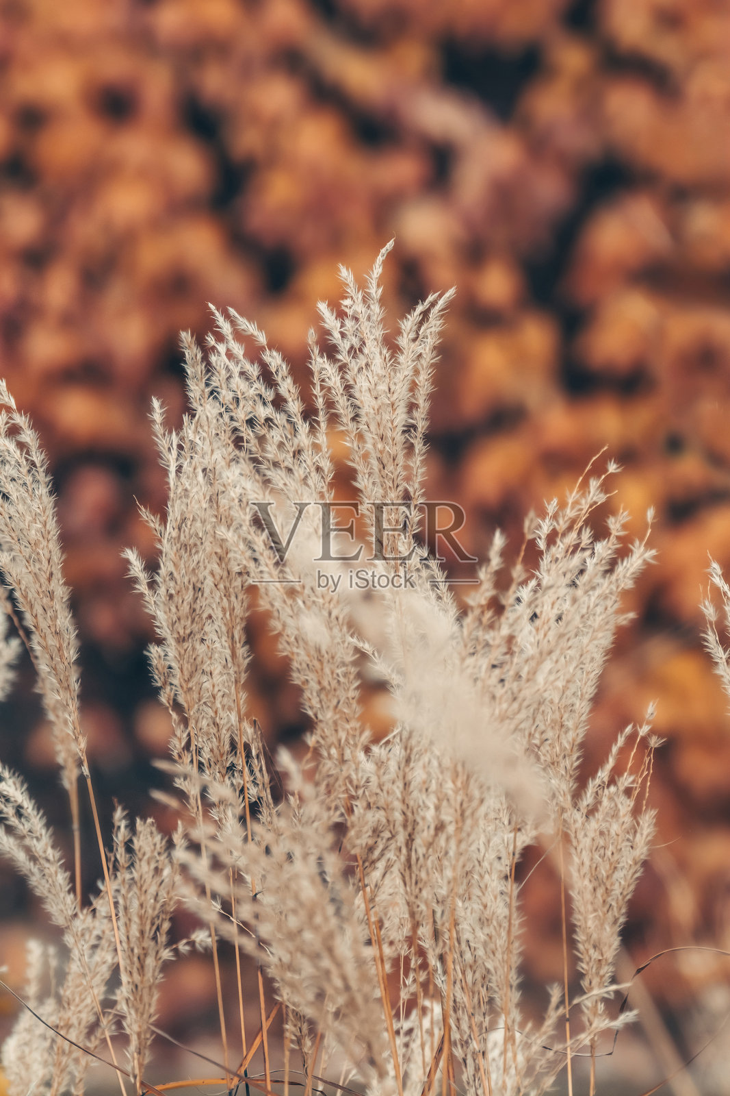 芒草特写,美丽的秋天背景。照片摄影图片