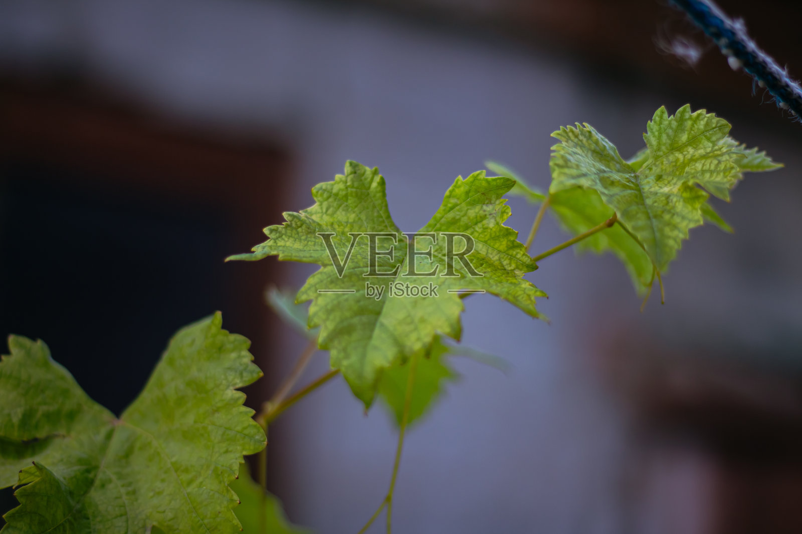 哈尔科夫院子里树枝上的葡萄叶子照片摄影图片